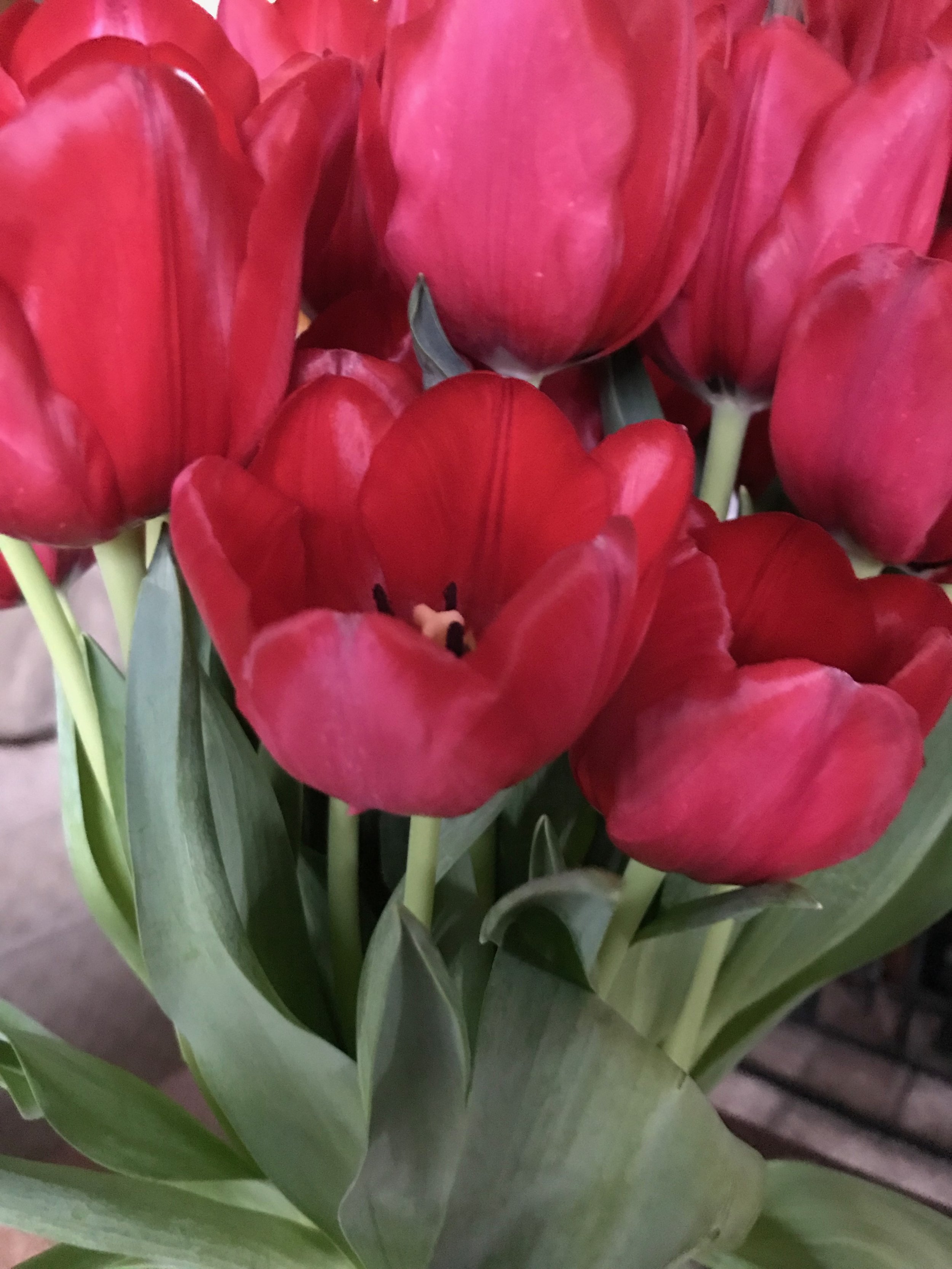 Tulips (1).jpeg