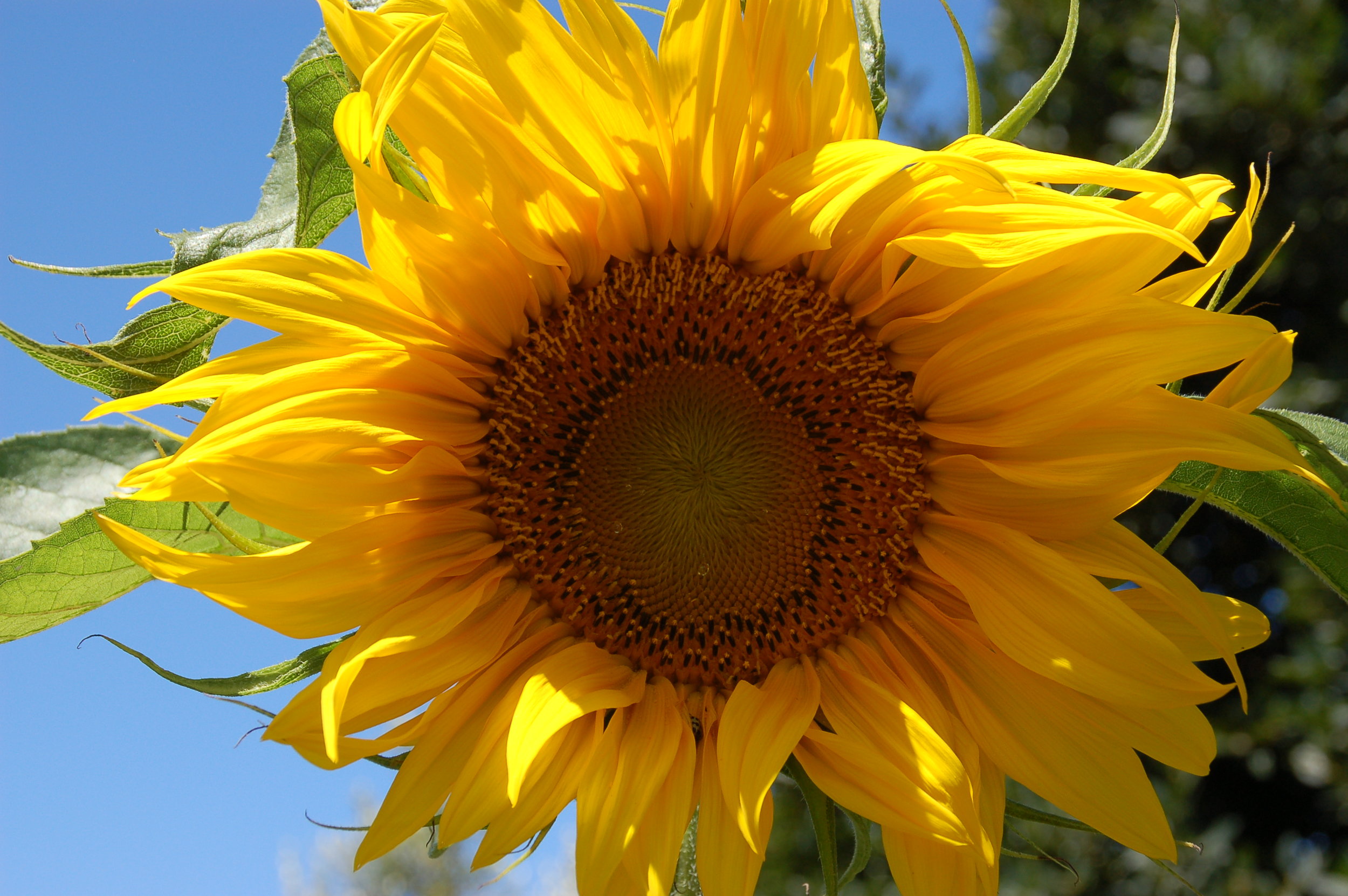 Sunflower.jpg