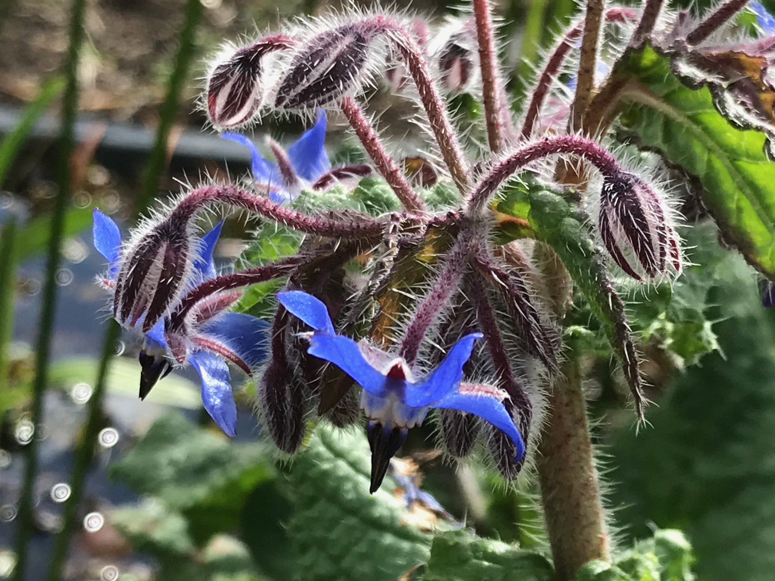 Borage.jpeg