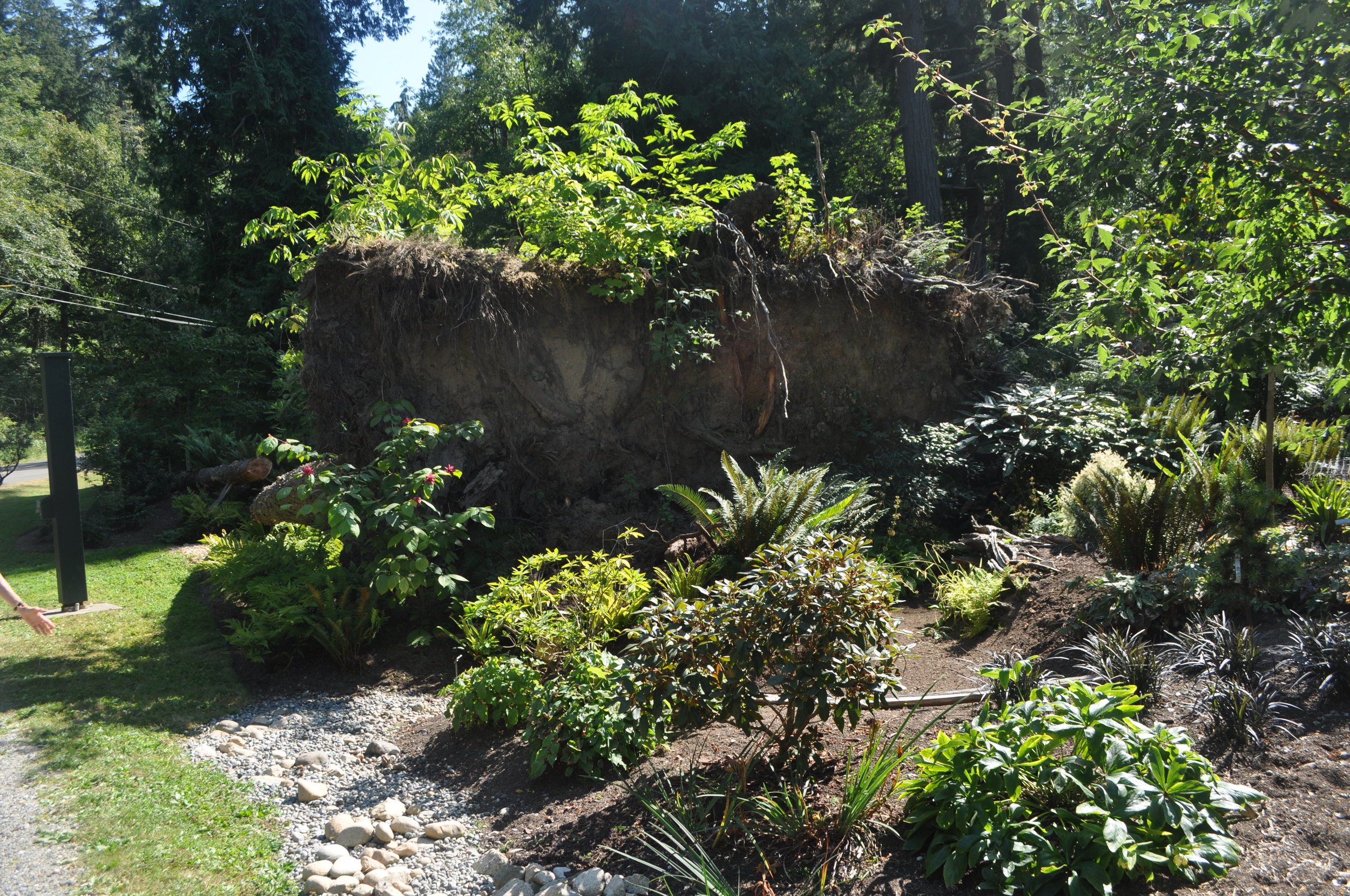 3.  THE UNDERSIDE OF THE TREE BECOMES A LIVING WALL.jpg