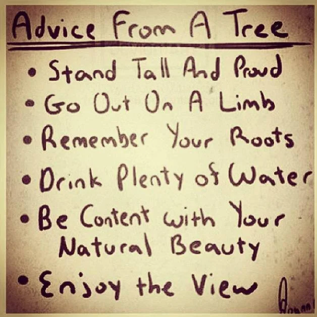 advice from a tree.jpg