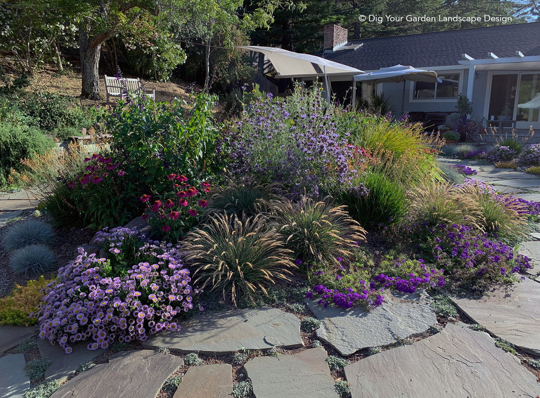easy-care-plants-ca-natives-succulents-low-water-marin-landscape_orig.jpg