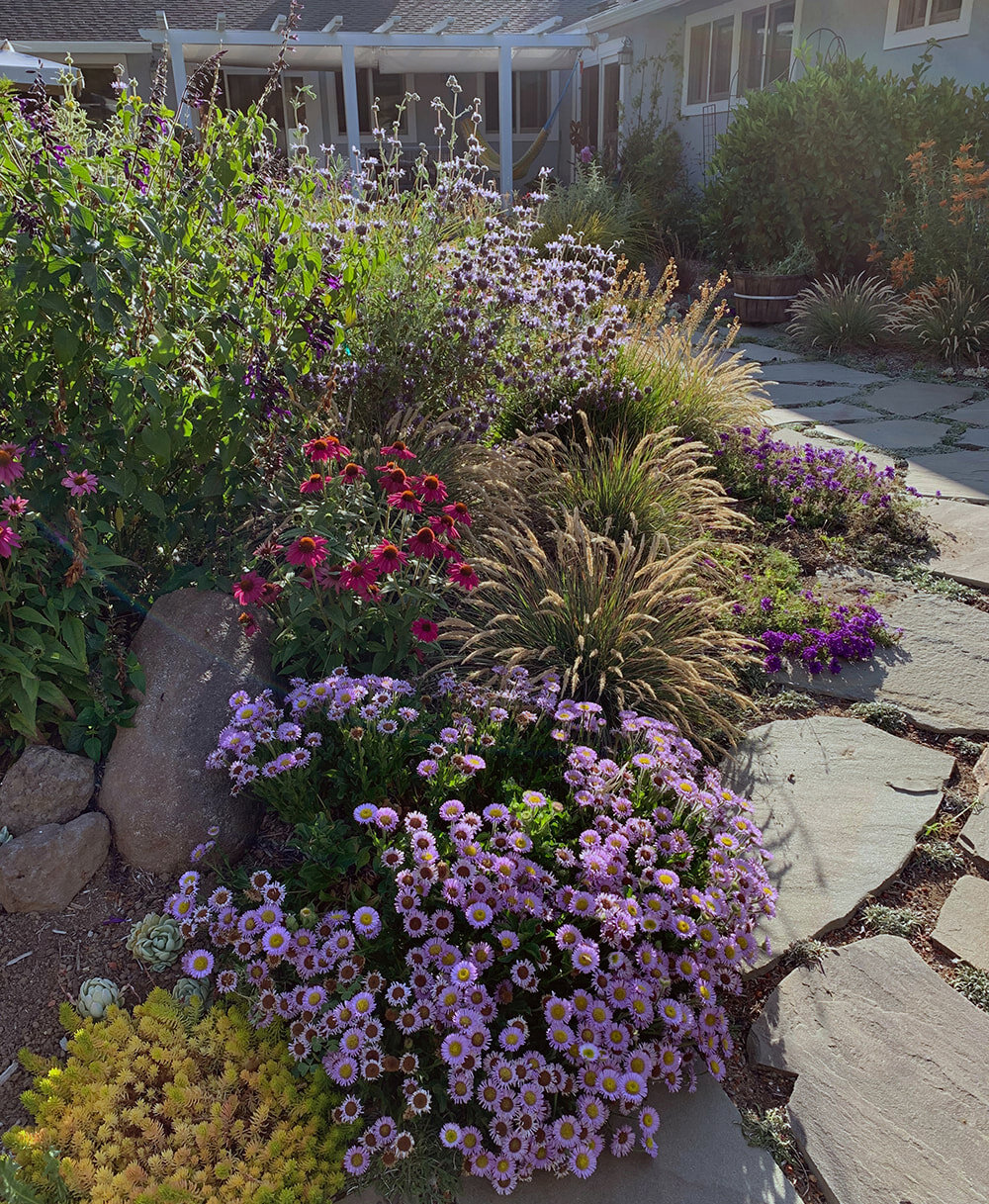 erigeron-wayne-roderick-seaside-daisy-colorful-california-native-plants-marin-garden_orig.jpg