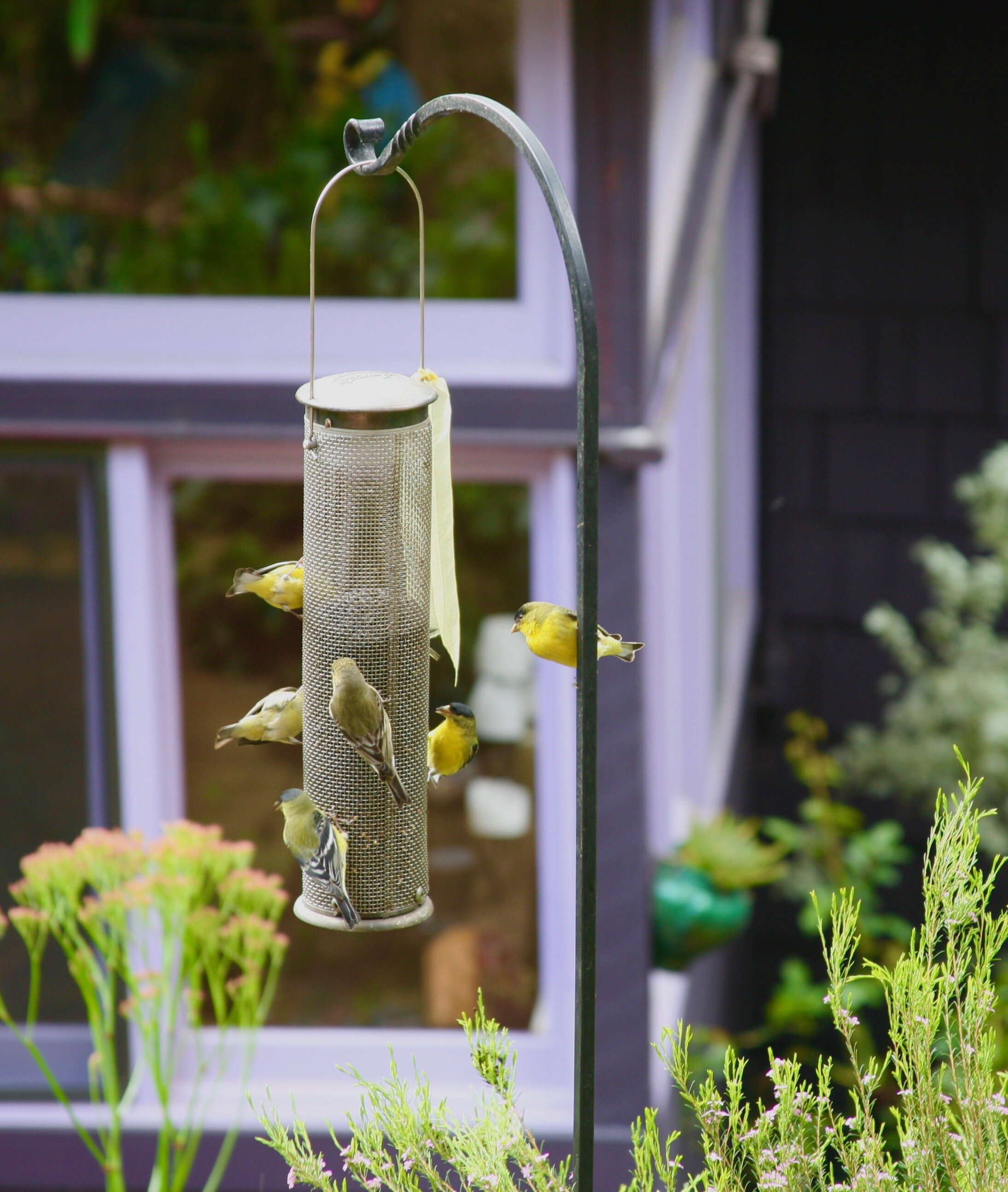 Finches Feeding.jpg