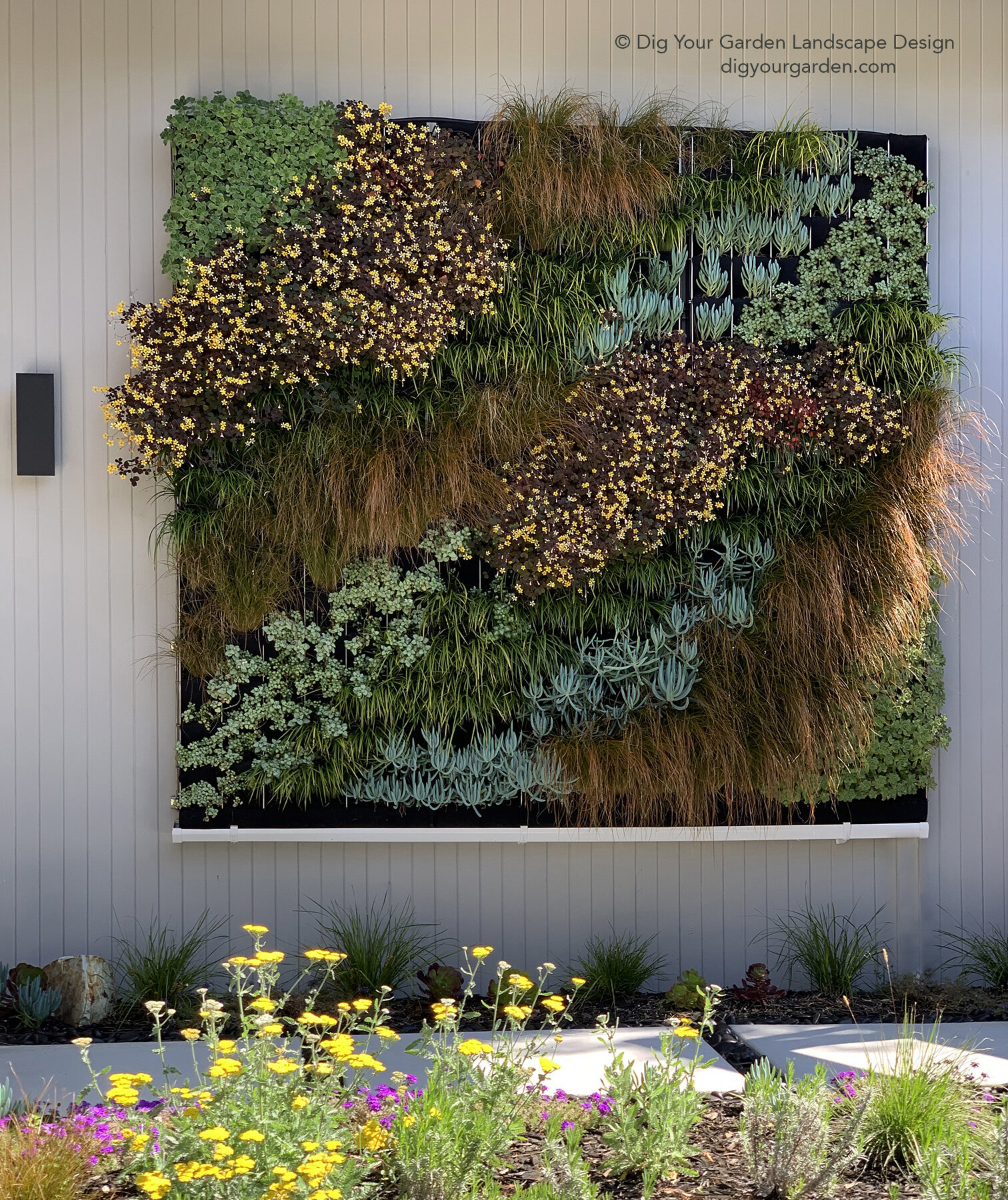 Dig Your Garden Living-wall-vertical-garden-dramatic-focal-point-oxalis-succulents-carex-living-art-sausalito-modern-garden.jpg