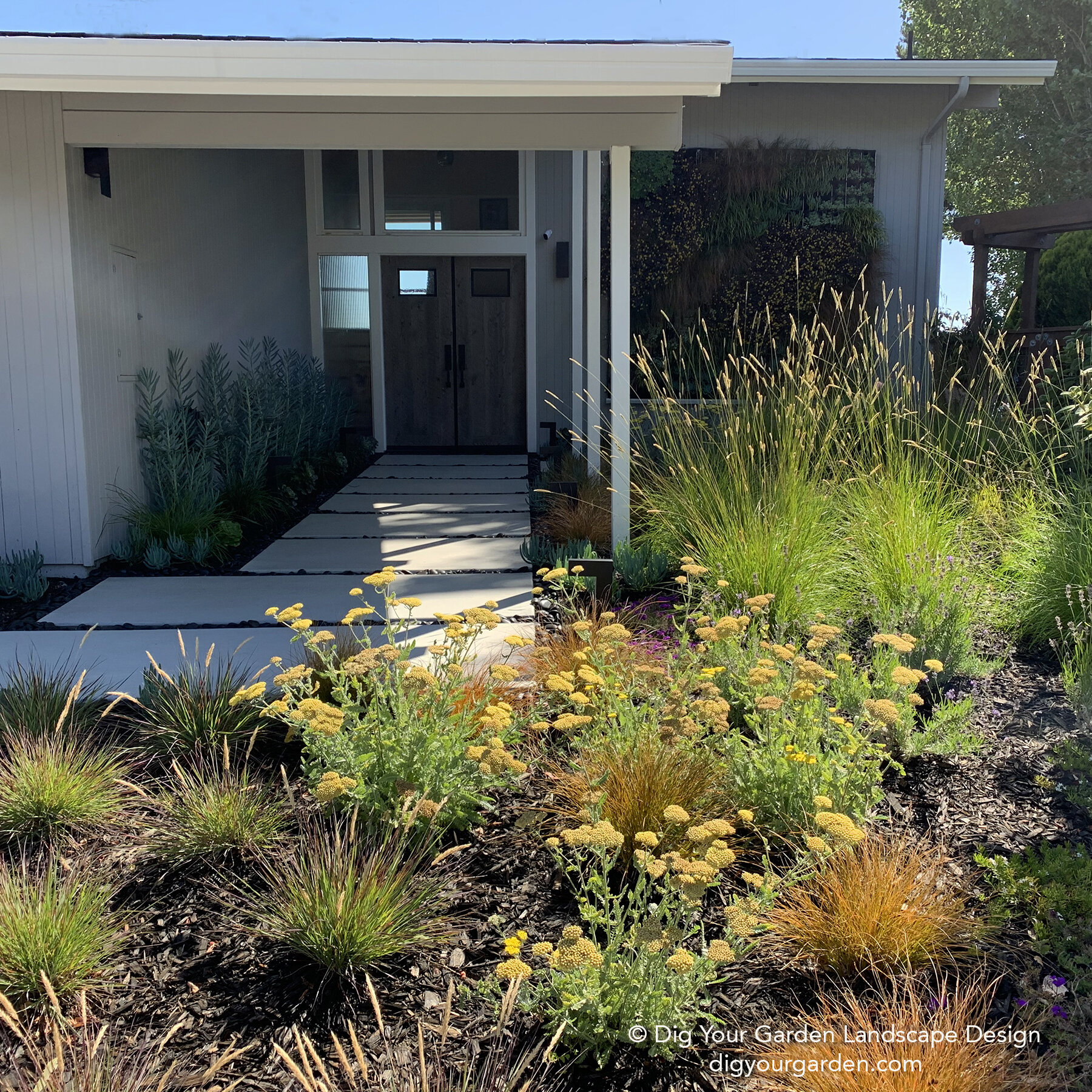 Dig Your Garden Summer shot mid-century-modern-front-landscape-low-water-plants-living-wall-sausalito-ca.jpg