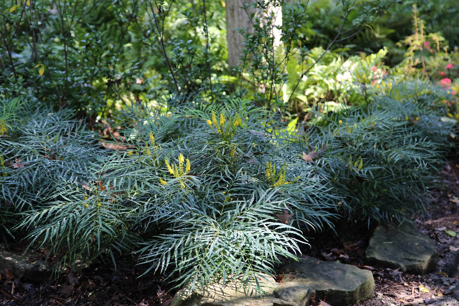 San Anselmo HIllside Sanctuary Garden - Dig Your Garden Landscape