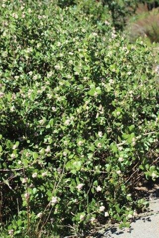 Rhus integrifolia/Lemonadeberry. Photo courtesy of Devil Mountain Wholesale Nursery.
