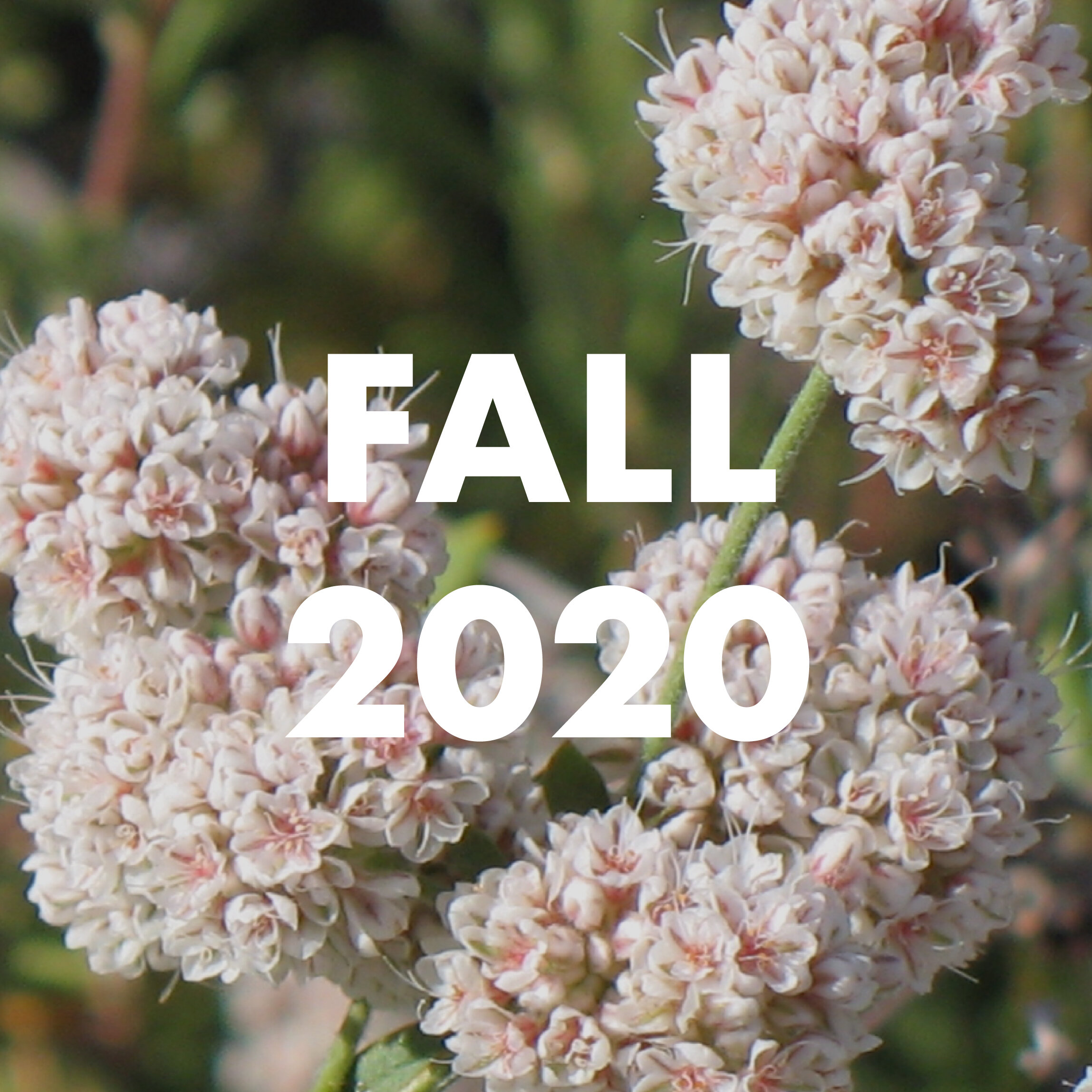 fall 2020-01.jpg