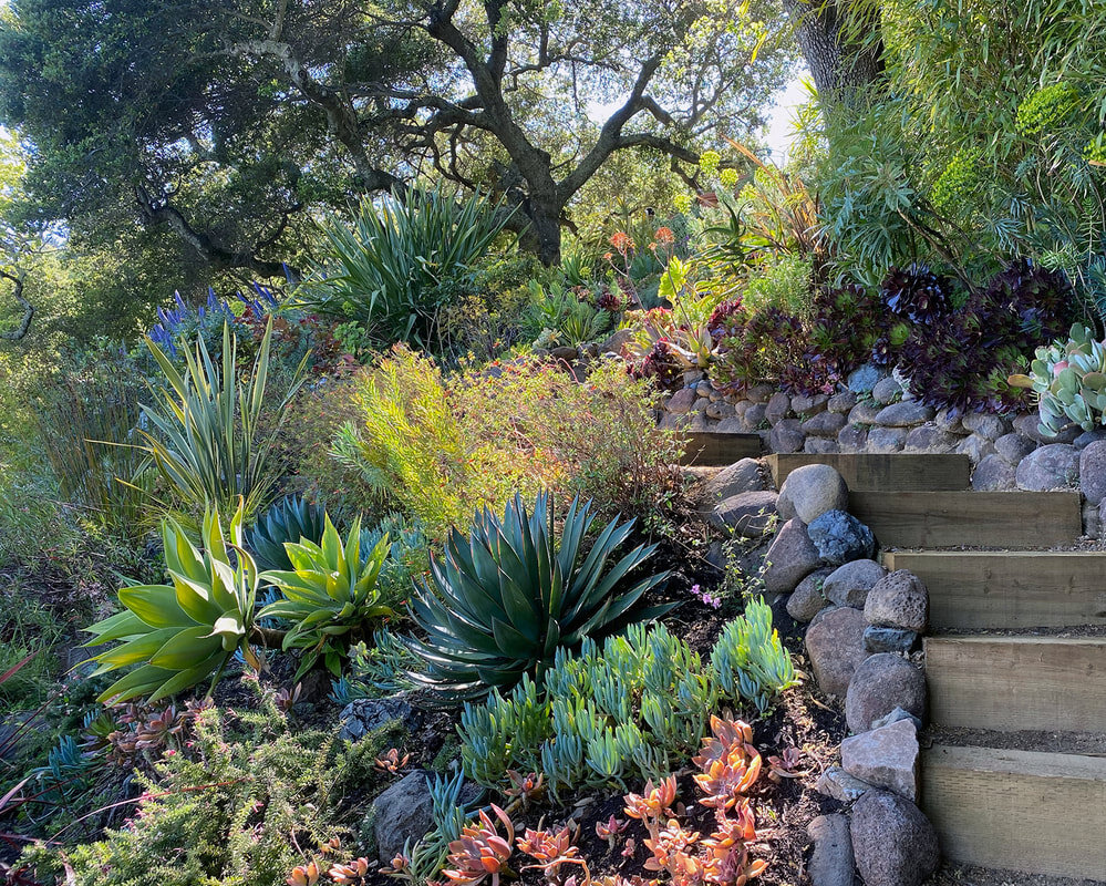 fire-smart-succulents-hillside-california-garden_orig.jpeg