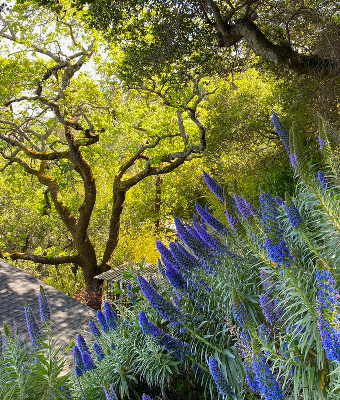echium-in-bloom-with-oak-trees-marin-sloped-garden_orig.jpeg