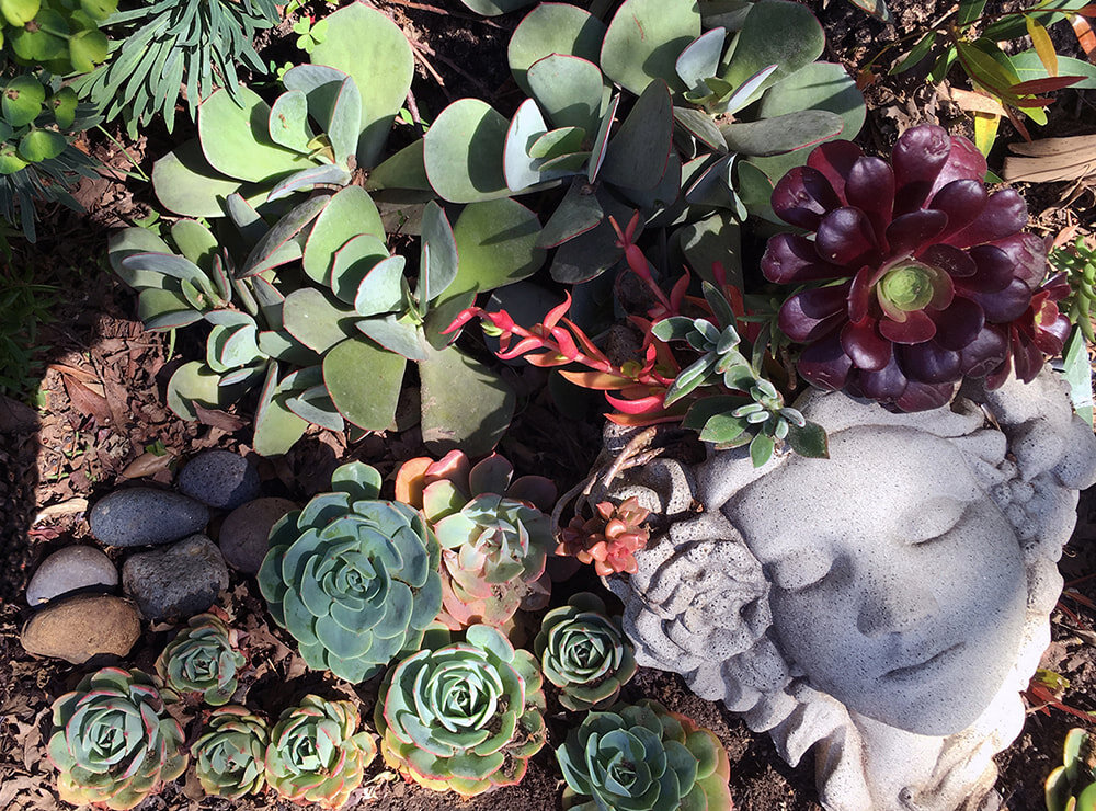 garden-art-succulents-marin-garden_orig.jpeg