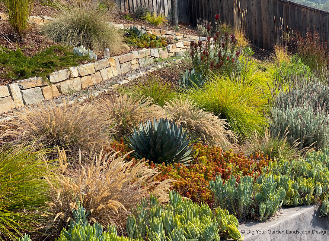 ca-native-grasses-succulents-agave-blue-glow-sloped-garden-stone-wall_orig.jpeg
