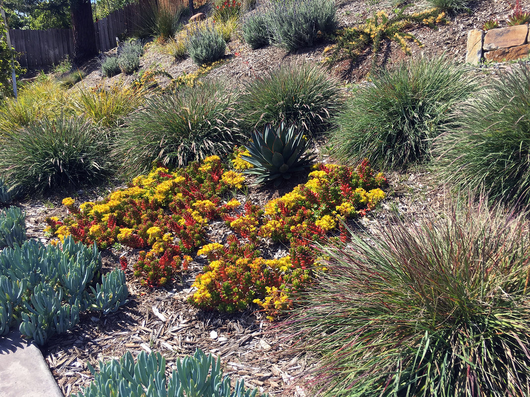 grasses-succulents-on-dry-san-rafael-hillside_orig.jpeg