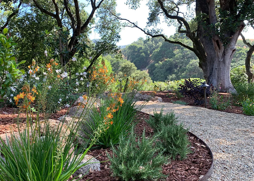 eileen gravel-pathway-under-oak-trees-borrowed-views-bulbine-rosemary_orig.jpeg