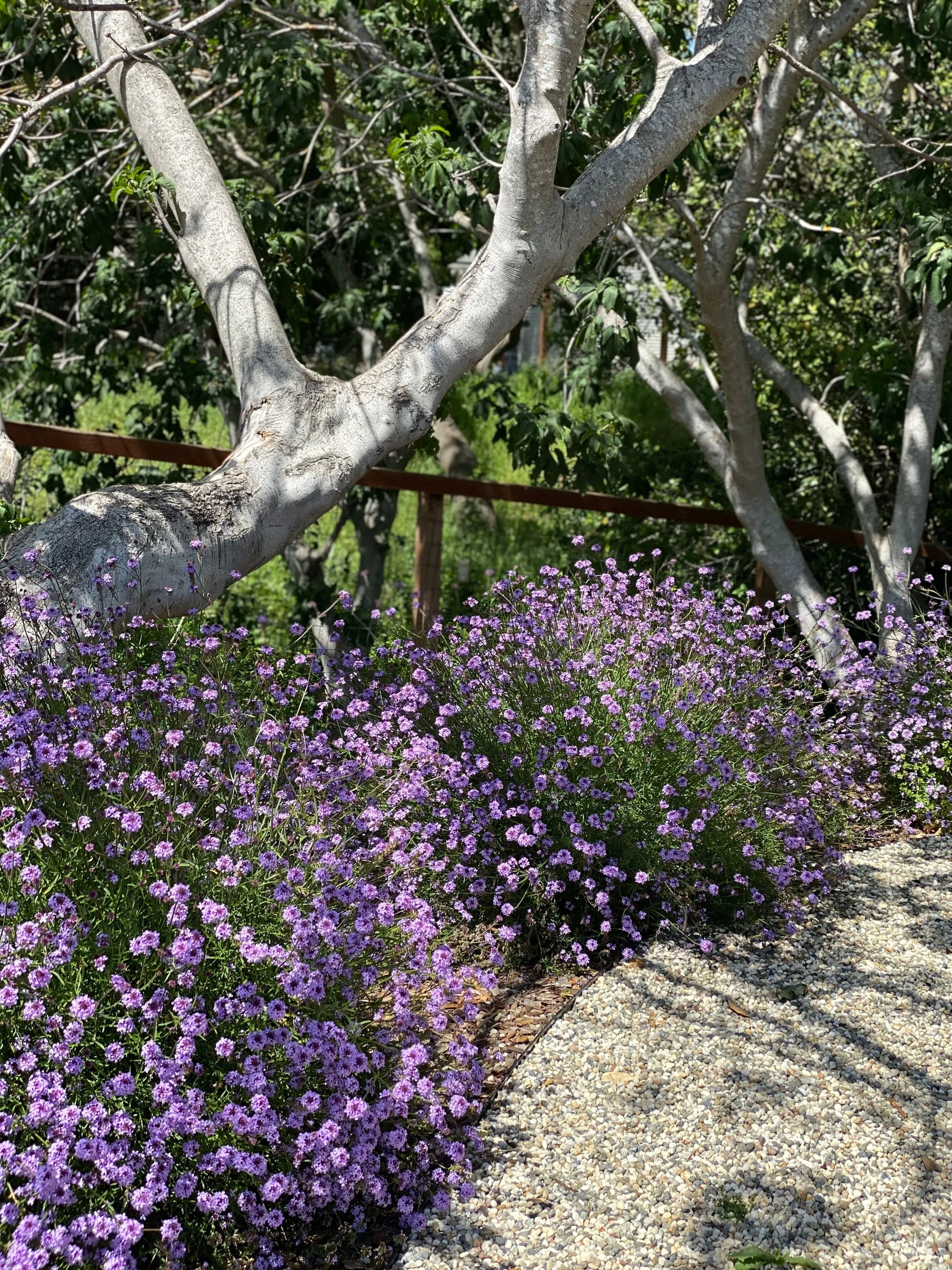 karly silicani 2.jpeg