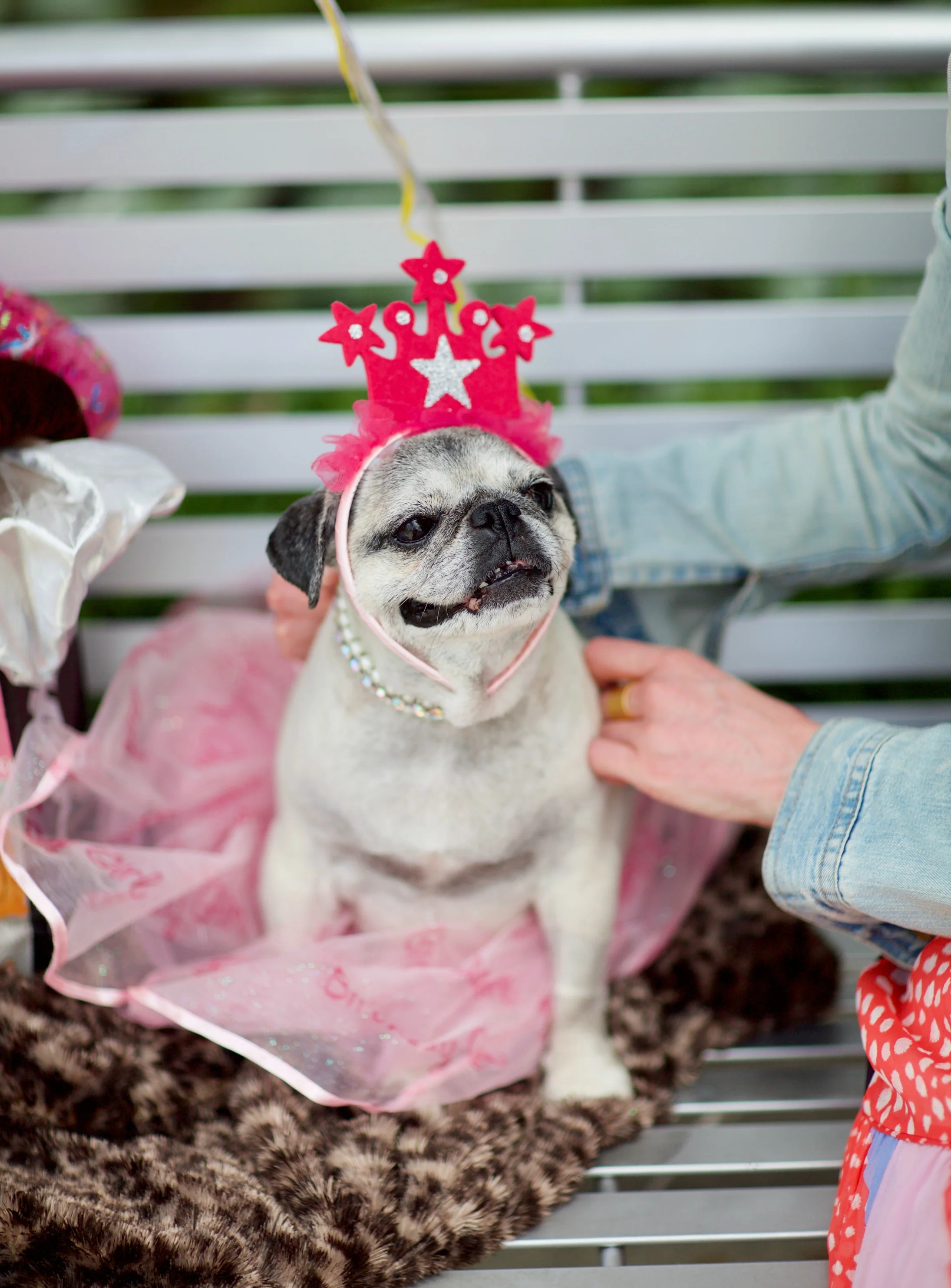 Lola on the bench 4.jpg