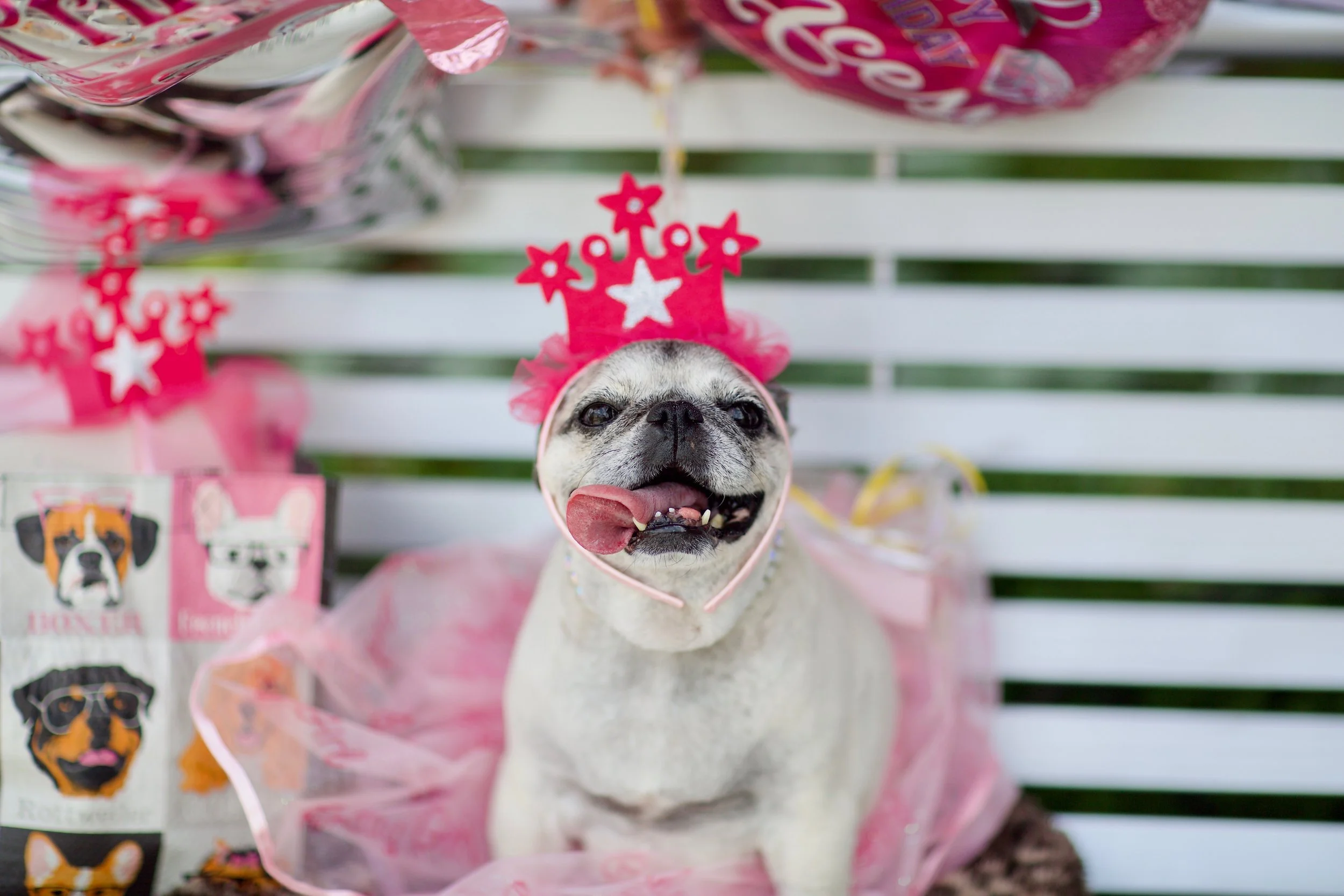 Lola on the bench 2.jpg