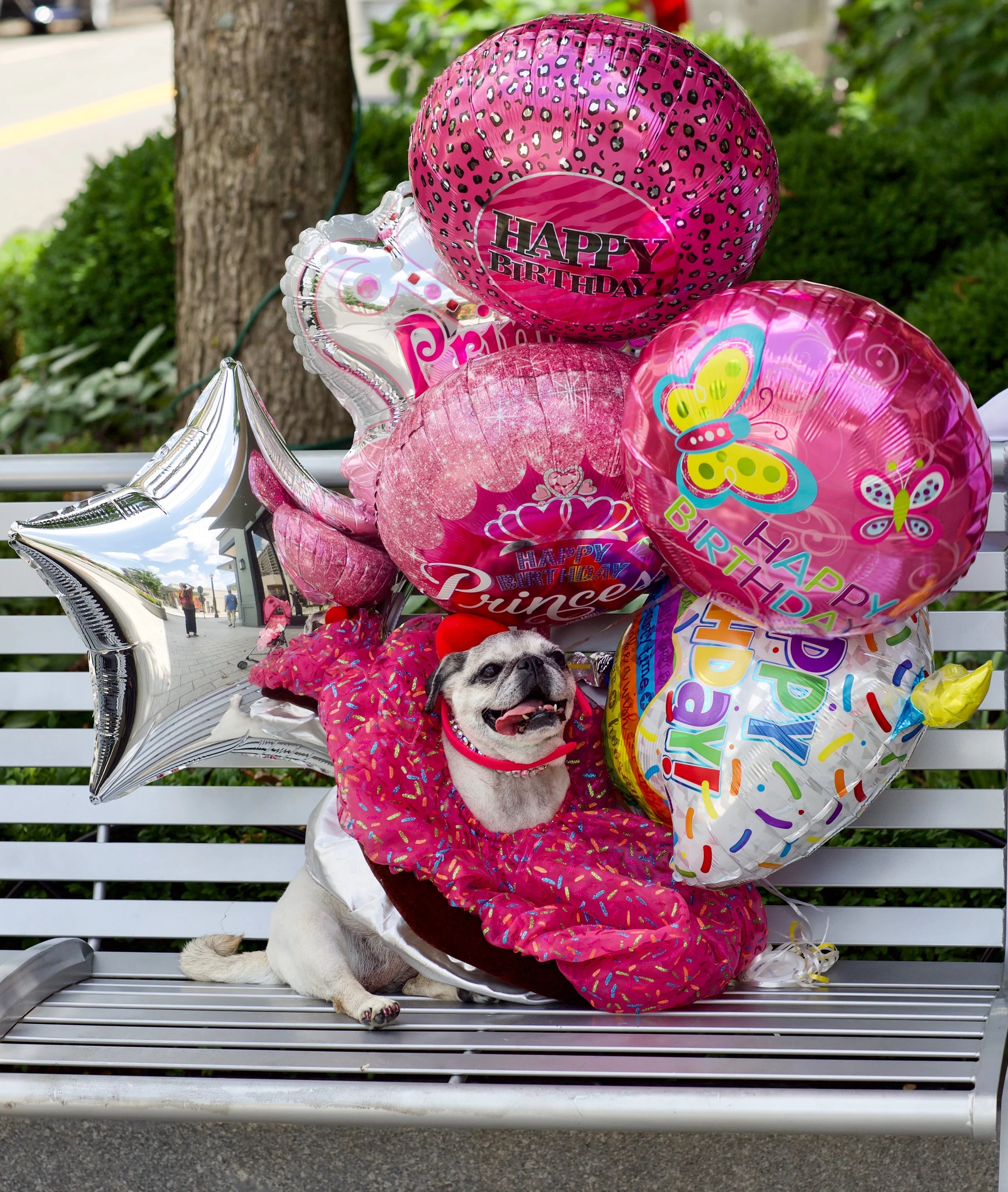 Lola on her park bench.jpg