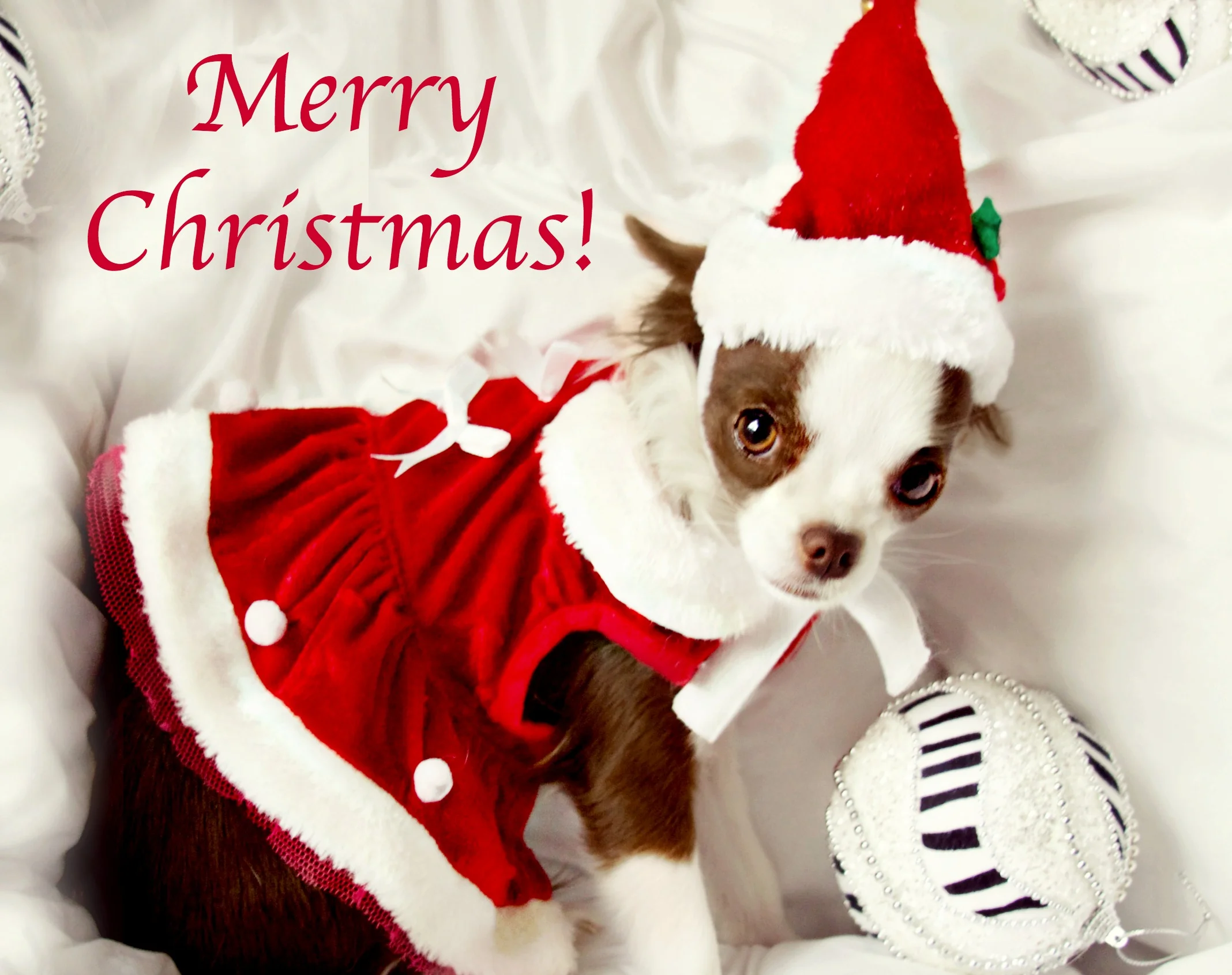 Nekoda Christmas 1.jpg