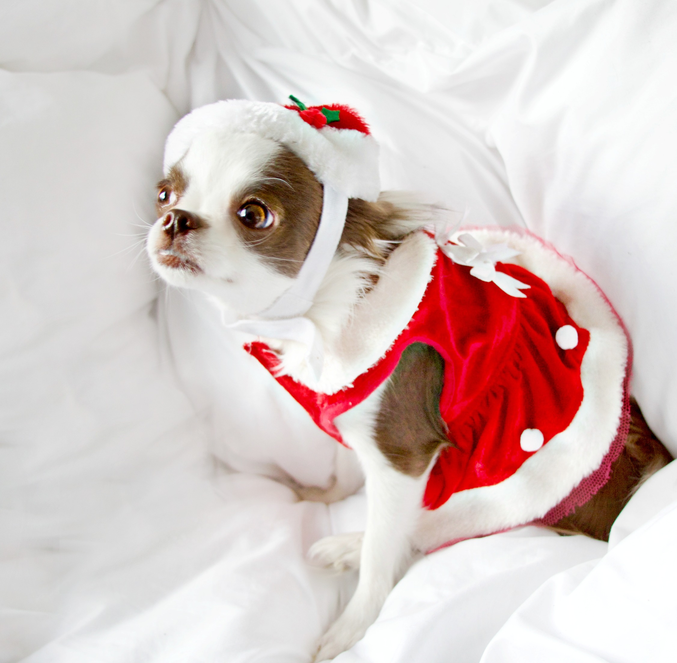 Nekoda Christmas 5.jpg