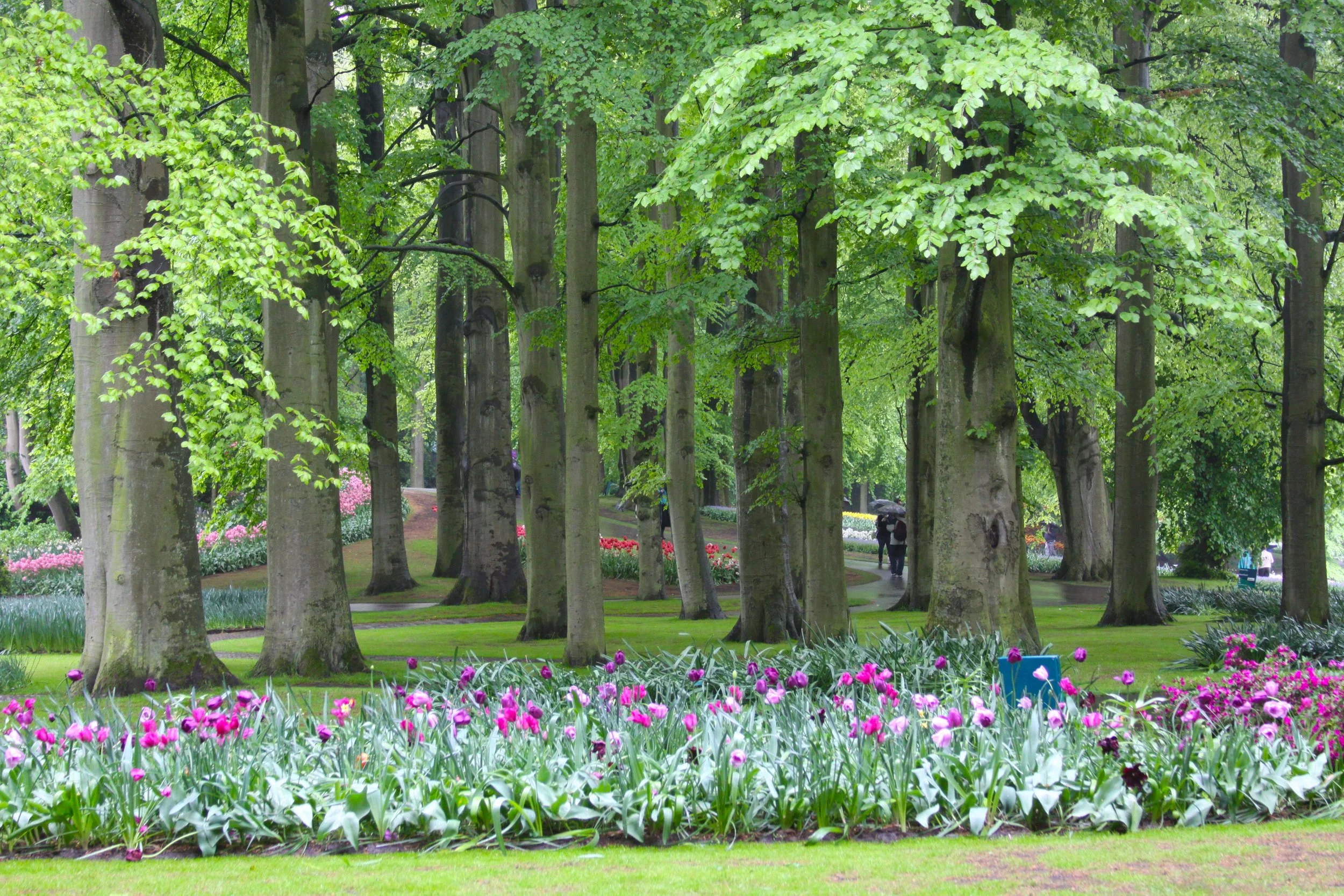 Keukenhof The Netherlands.jpg