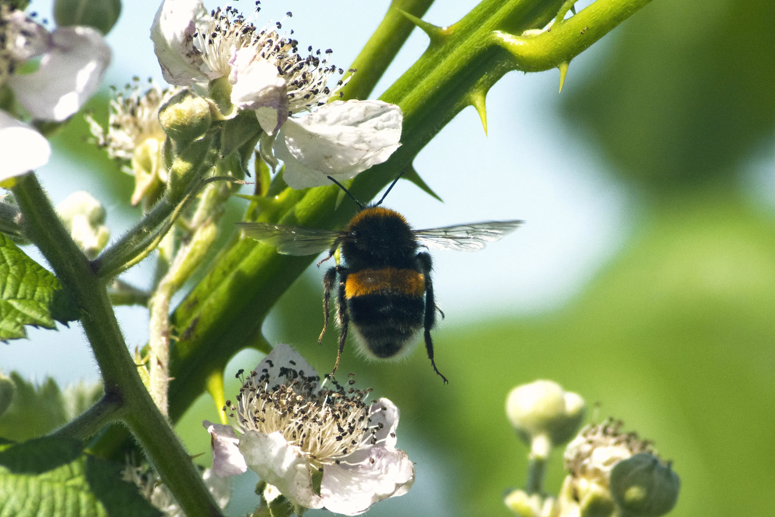 bee.jpg