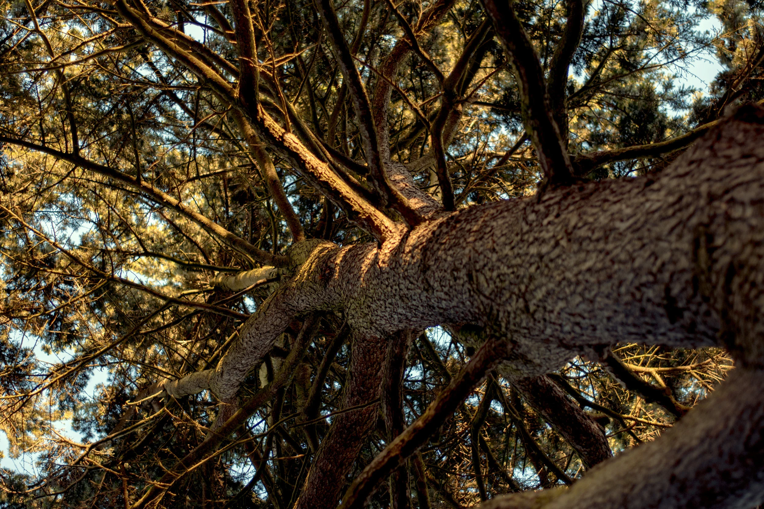tree.jpg