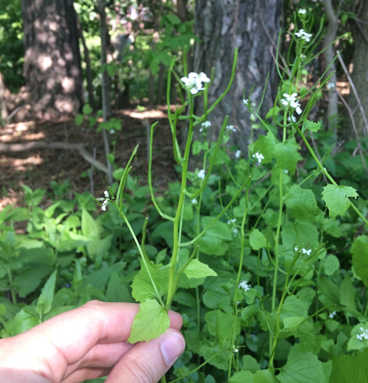   Garlic Mustard Going to Seed  