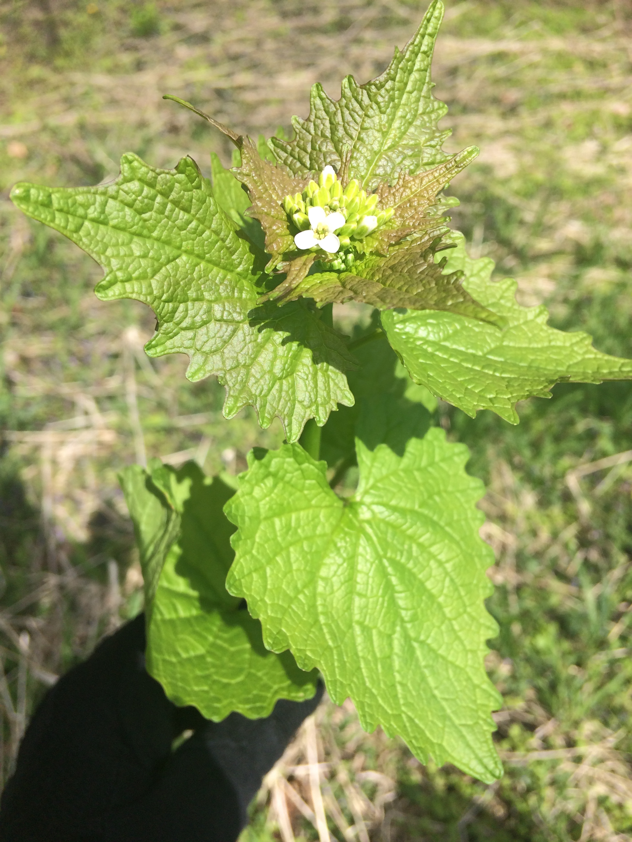   Garlic Mustard Beginning to Flower  