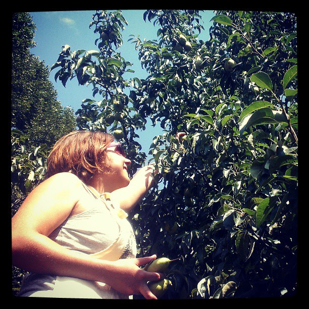 Maria picking pears in a Minneapolis yard