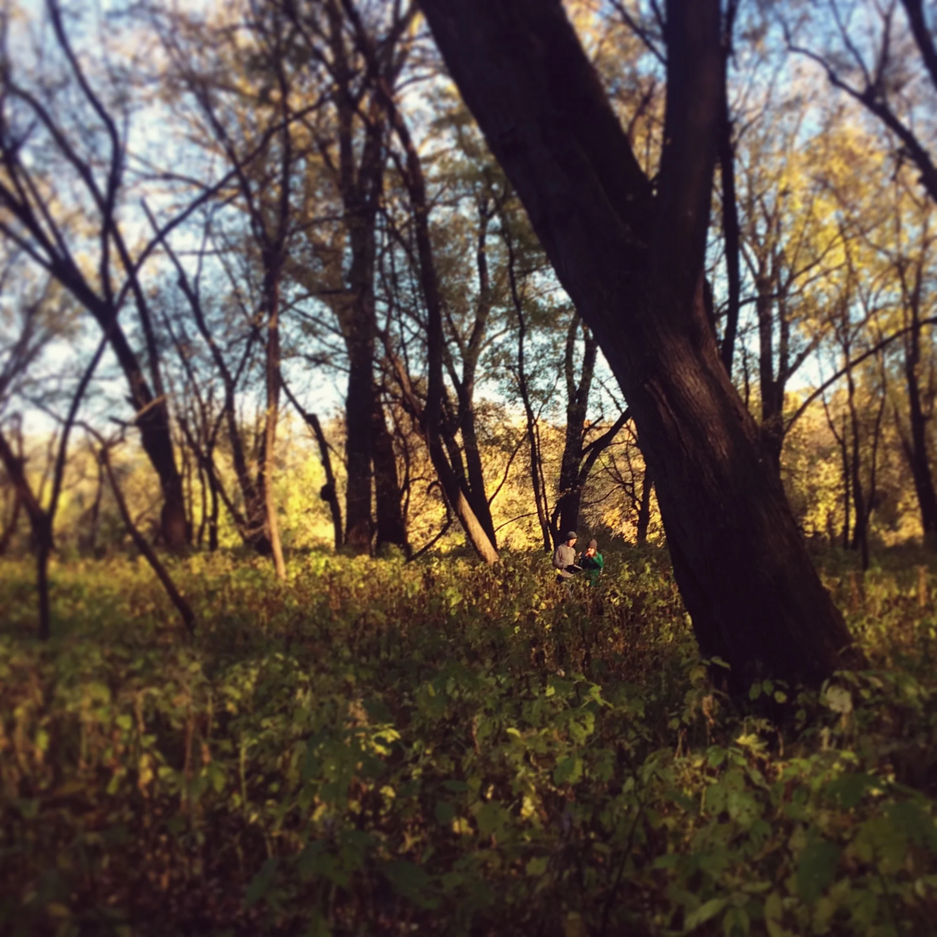 Looking for mushrooms at Fort Snelling State Park