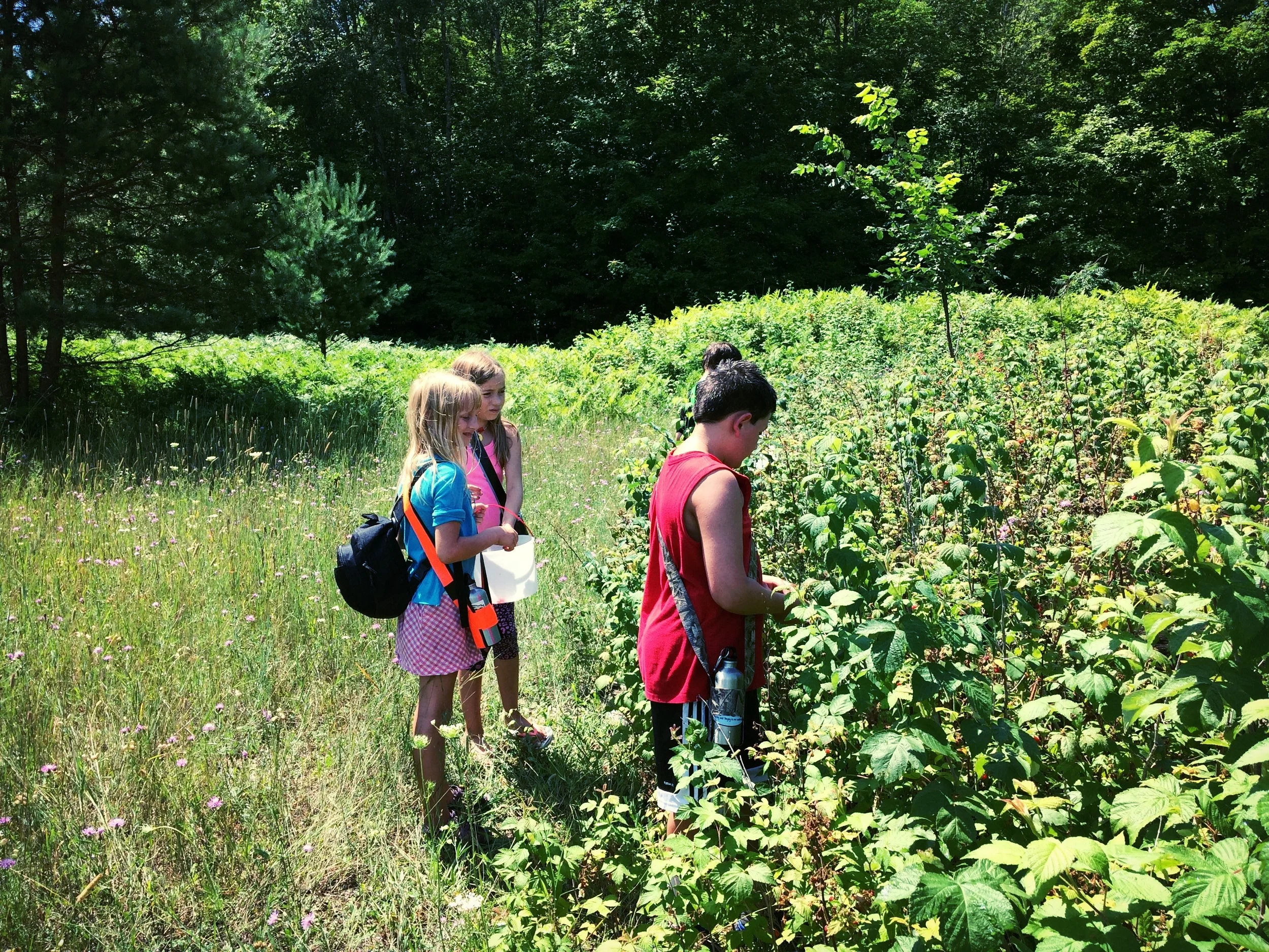 Young foragers picking raspberries