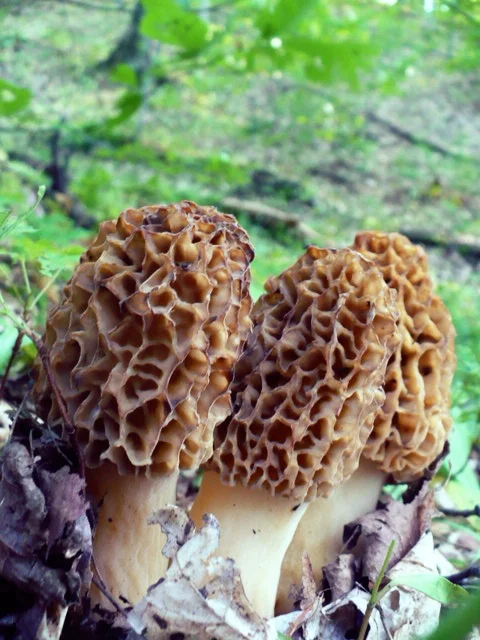 Morels in Michigan