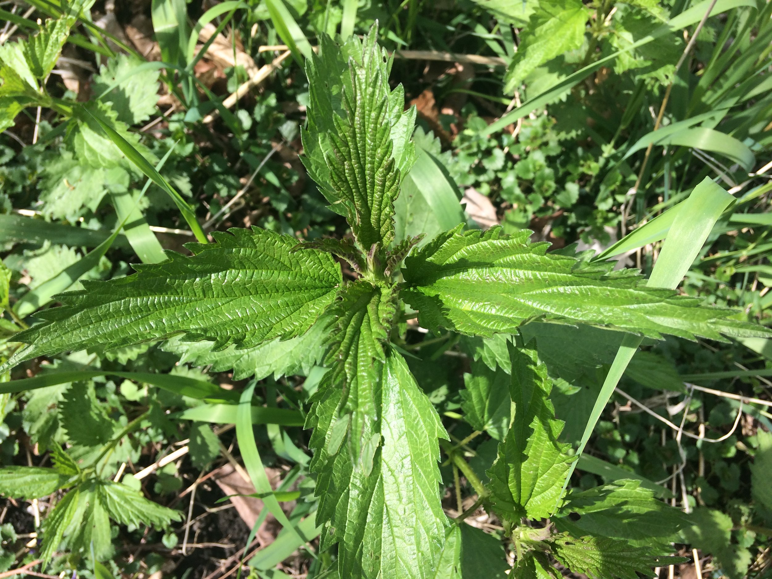 Stinging Nettle, View From Top