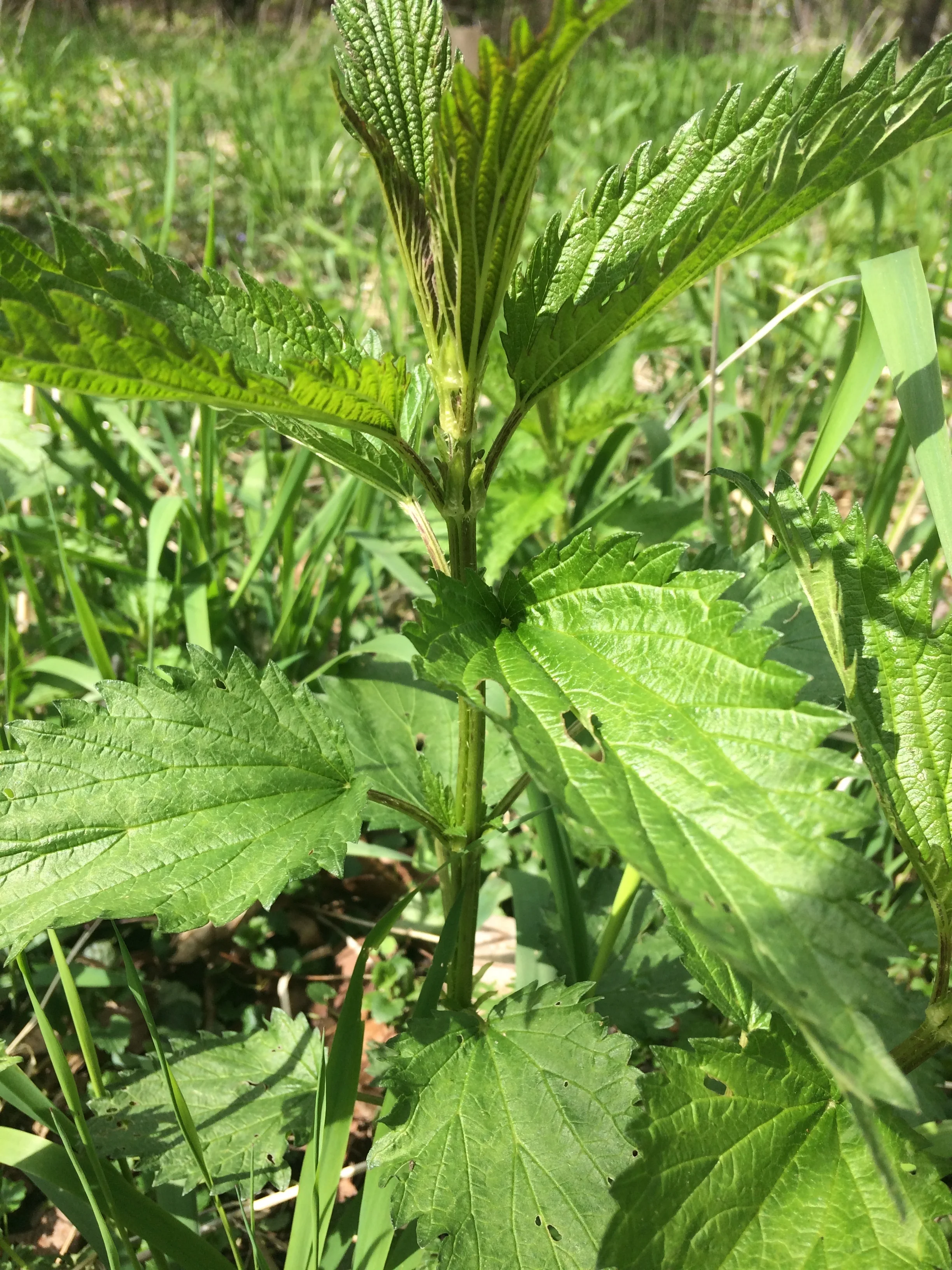 Stung by the Nettle