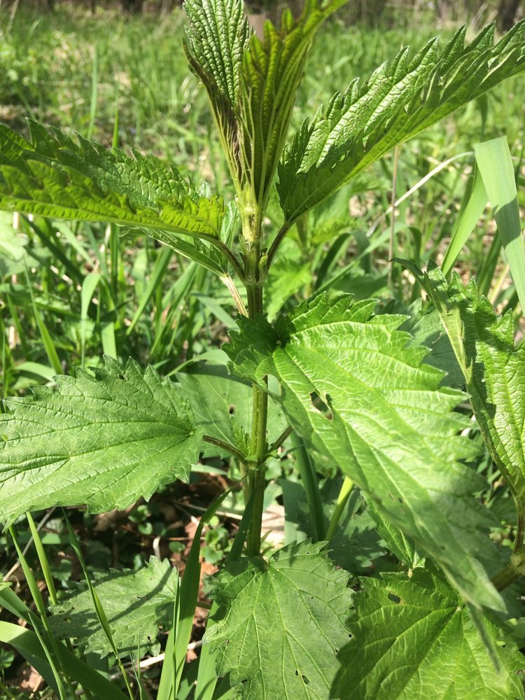 Foraging Canadian Wood Nettle {Identification & 4 Best Uses}