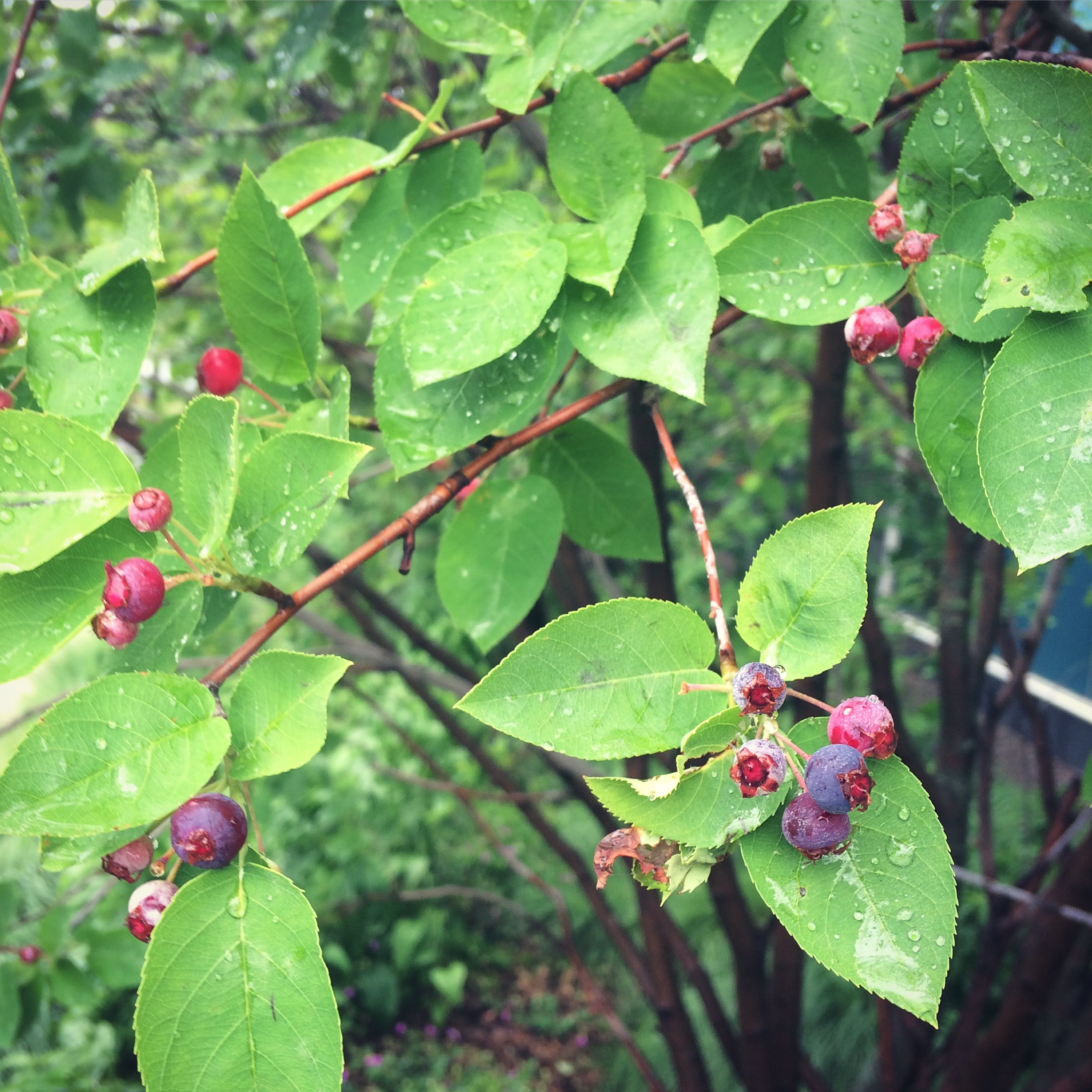 Juneberries approaching ripeness