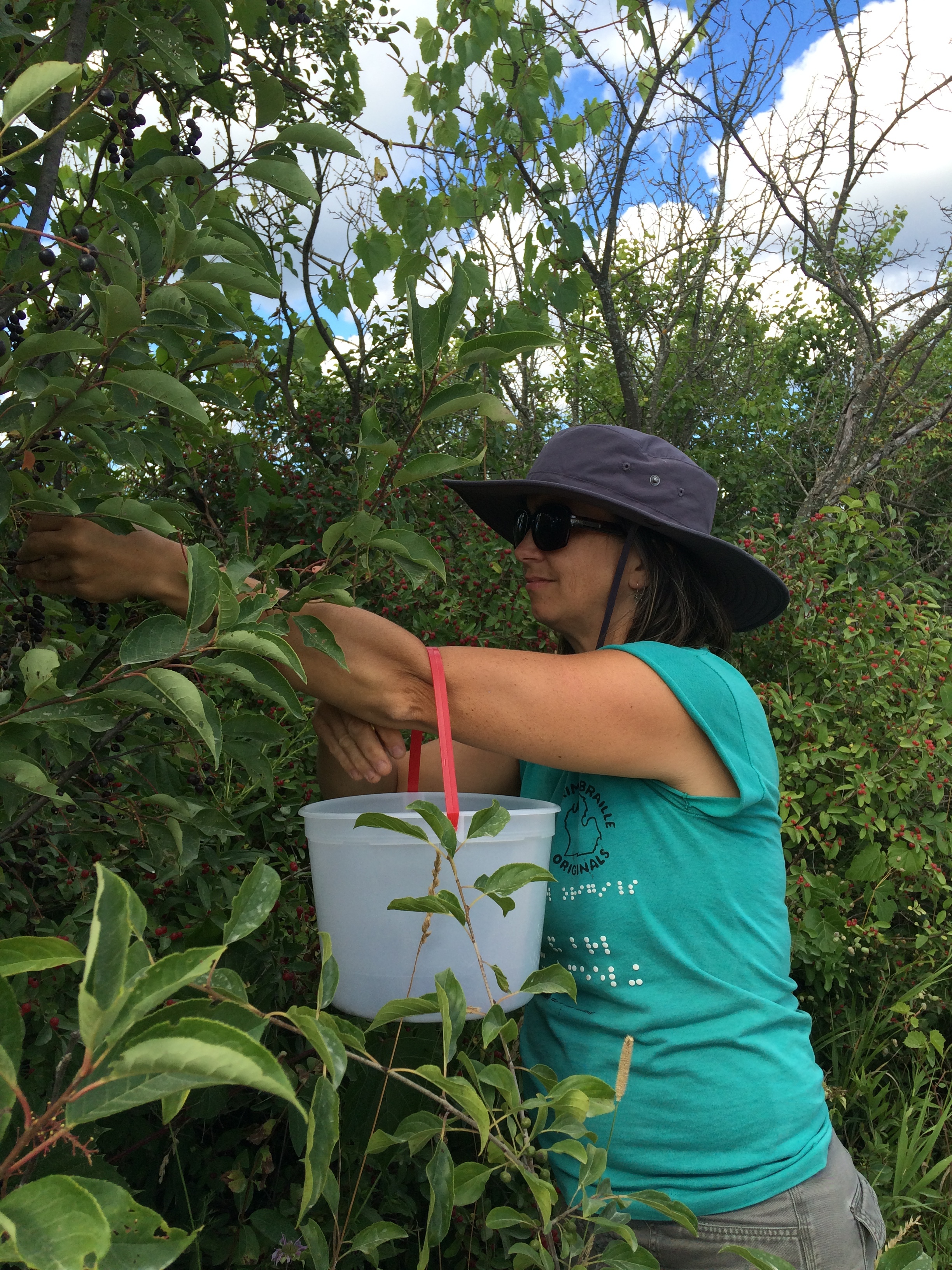 Picking chokecherries in Michigan