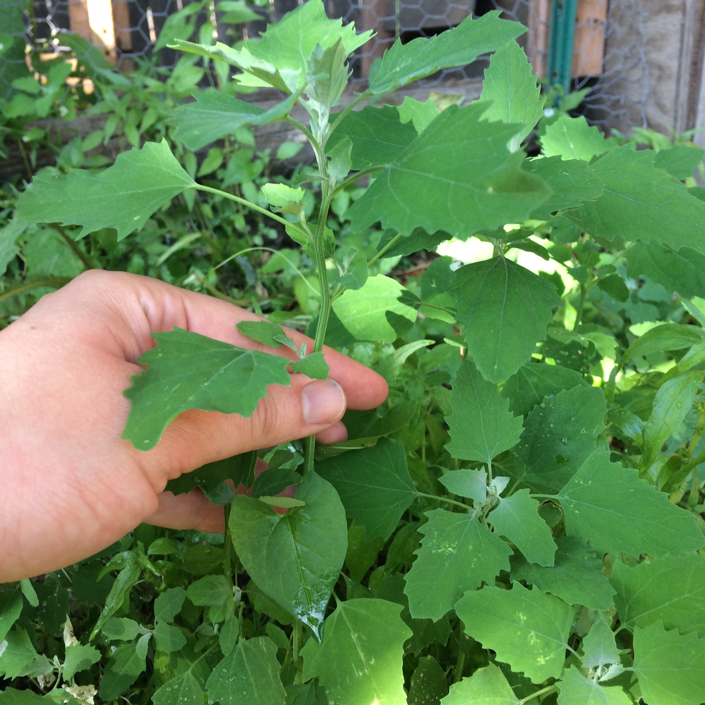 Mid-sized Lamb's Quarters, Side View