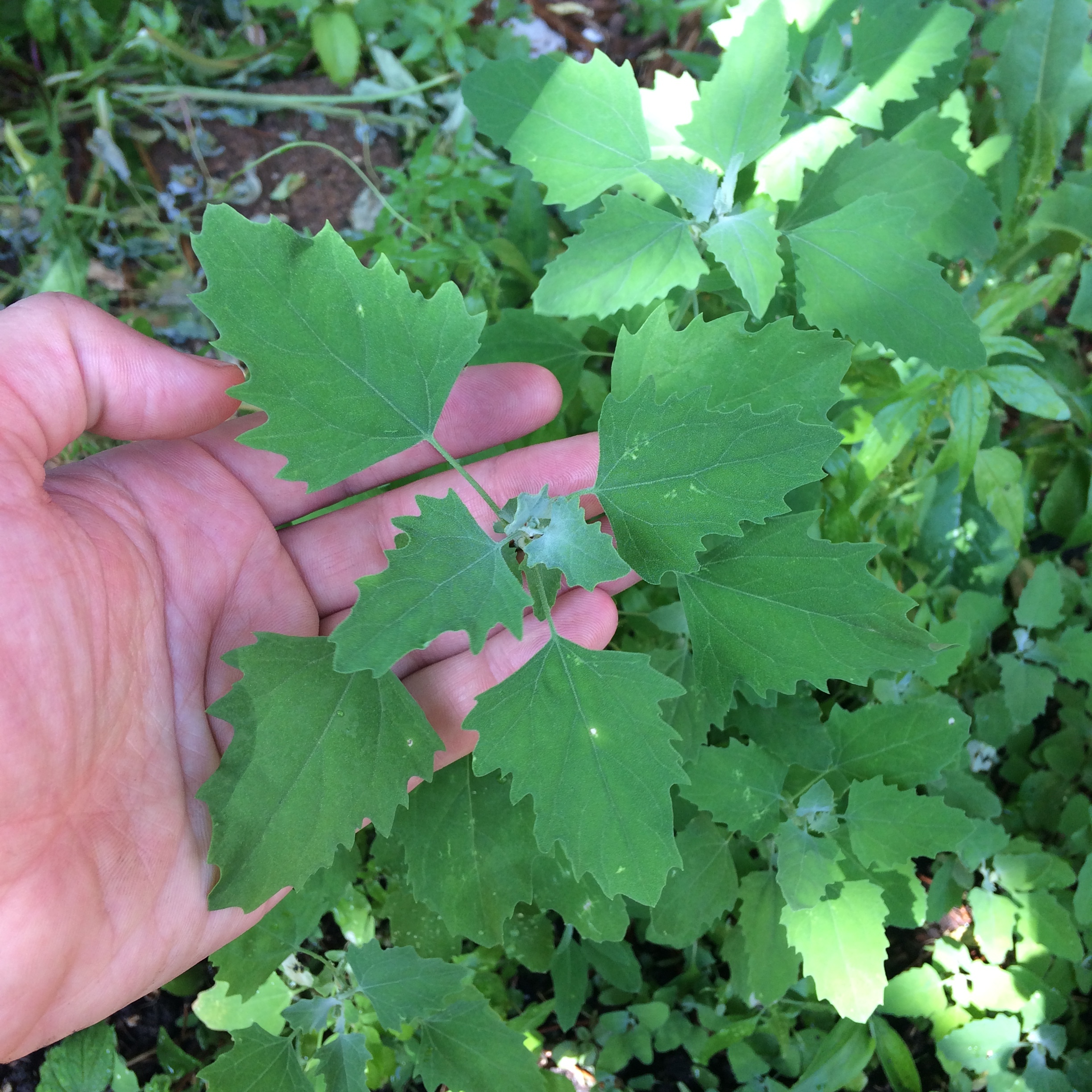   Mid-sized Lamb's Quarters, Top View  