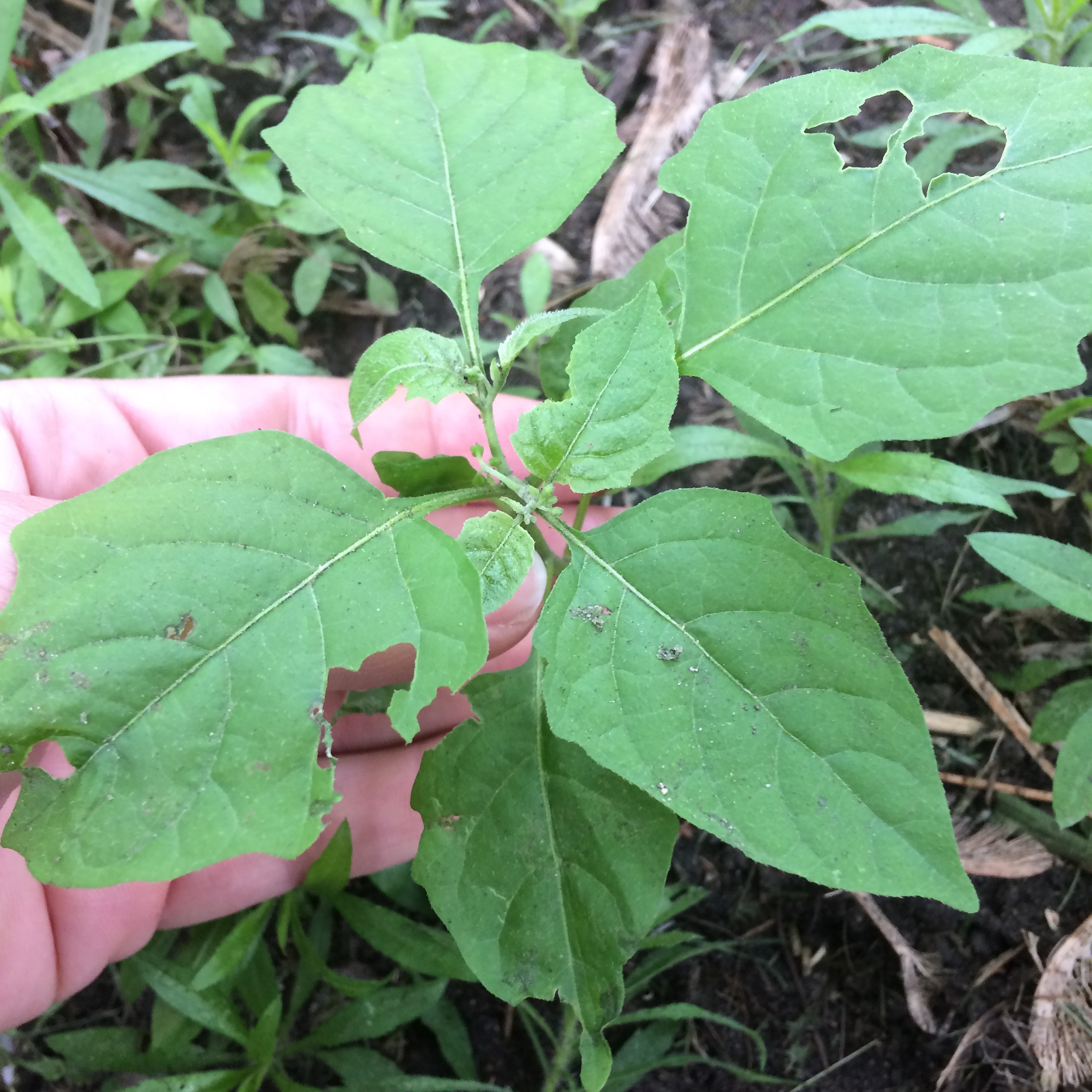   Black Nightshade  