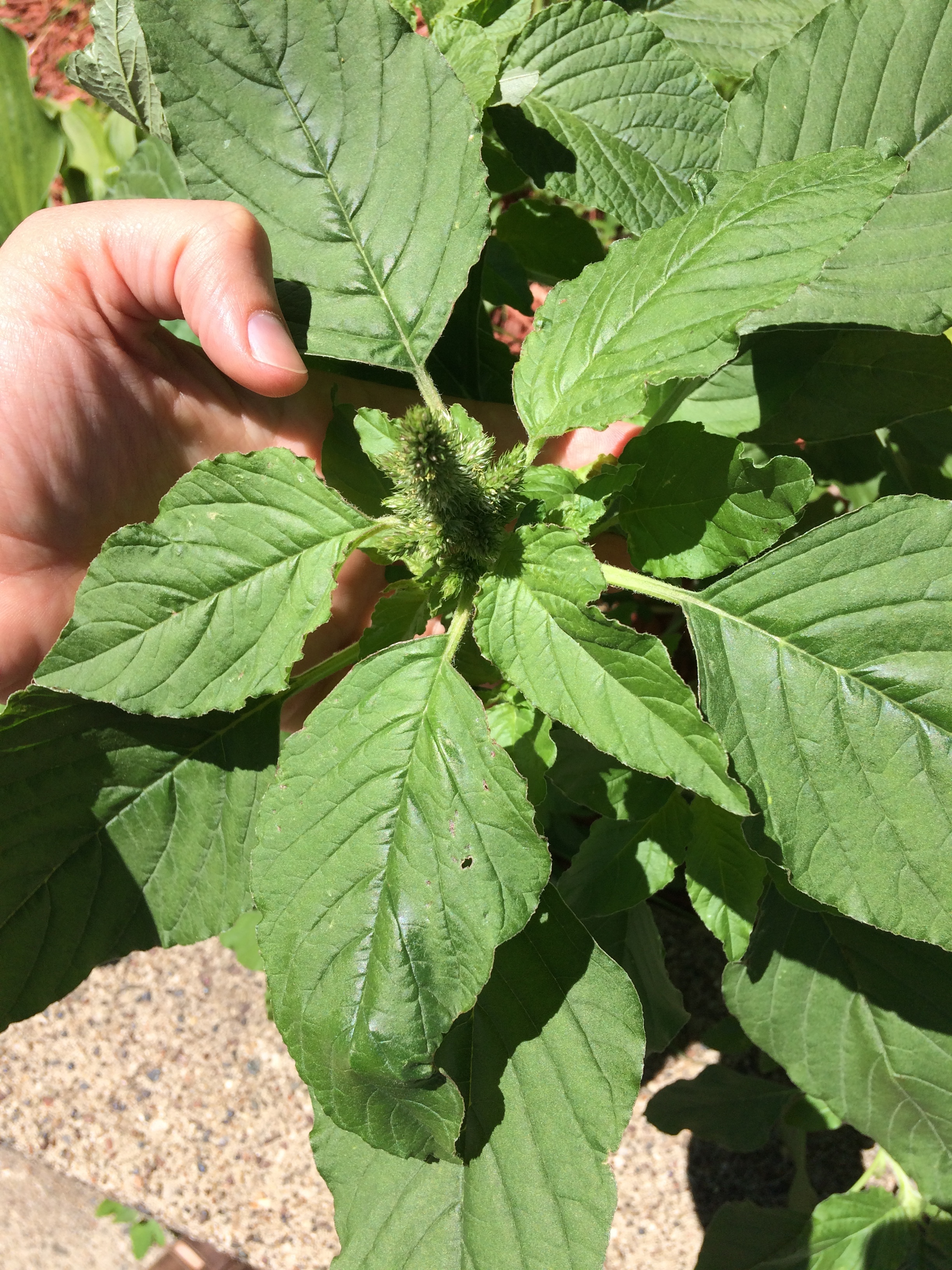 Identifying Lamb's Quarters — Four Season Foraging