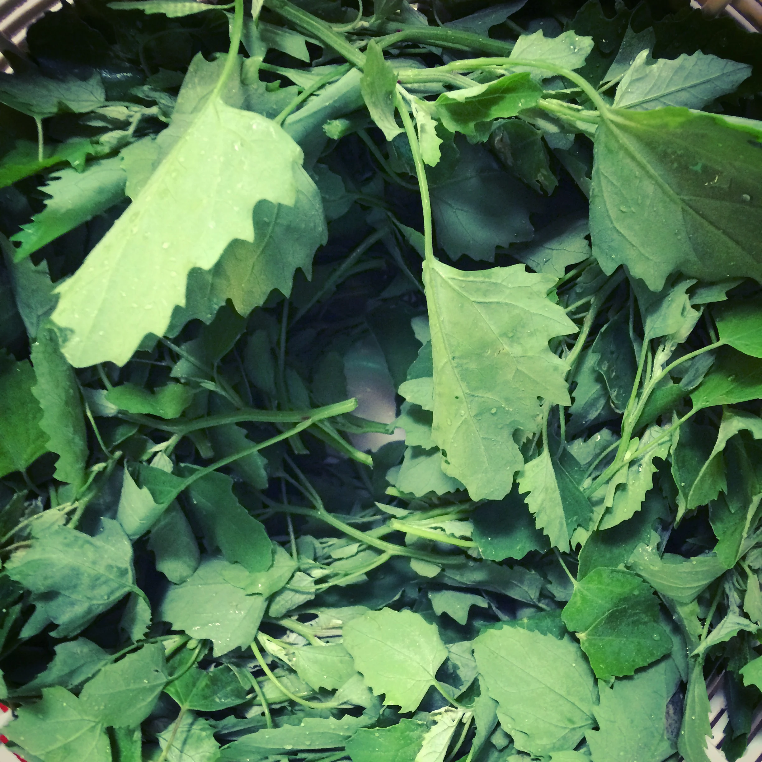Washed Lamb's quarters tops