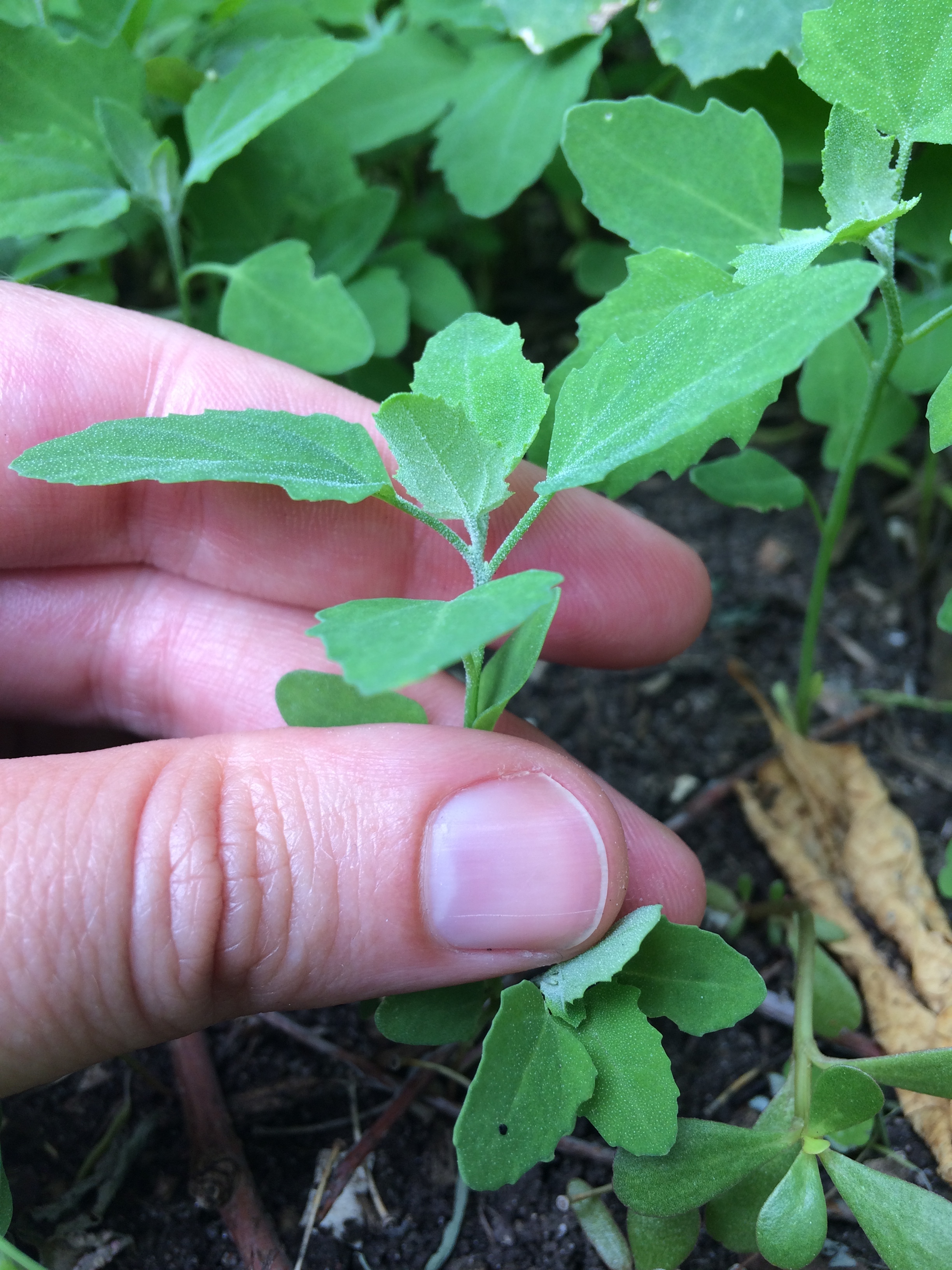   Young Lamb's Quarters  