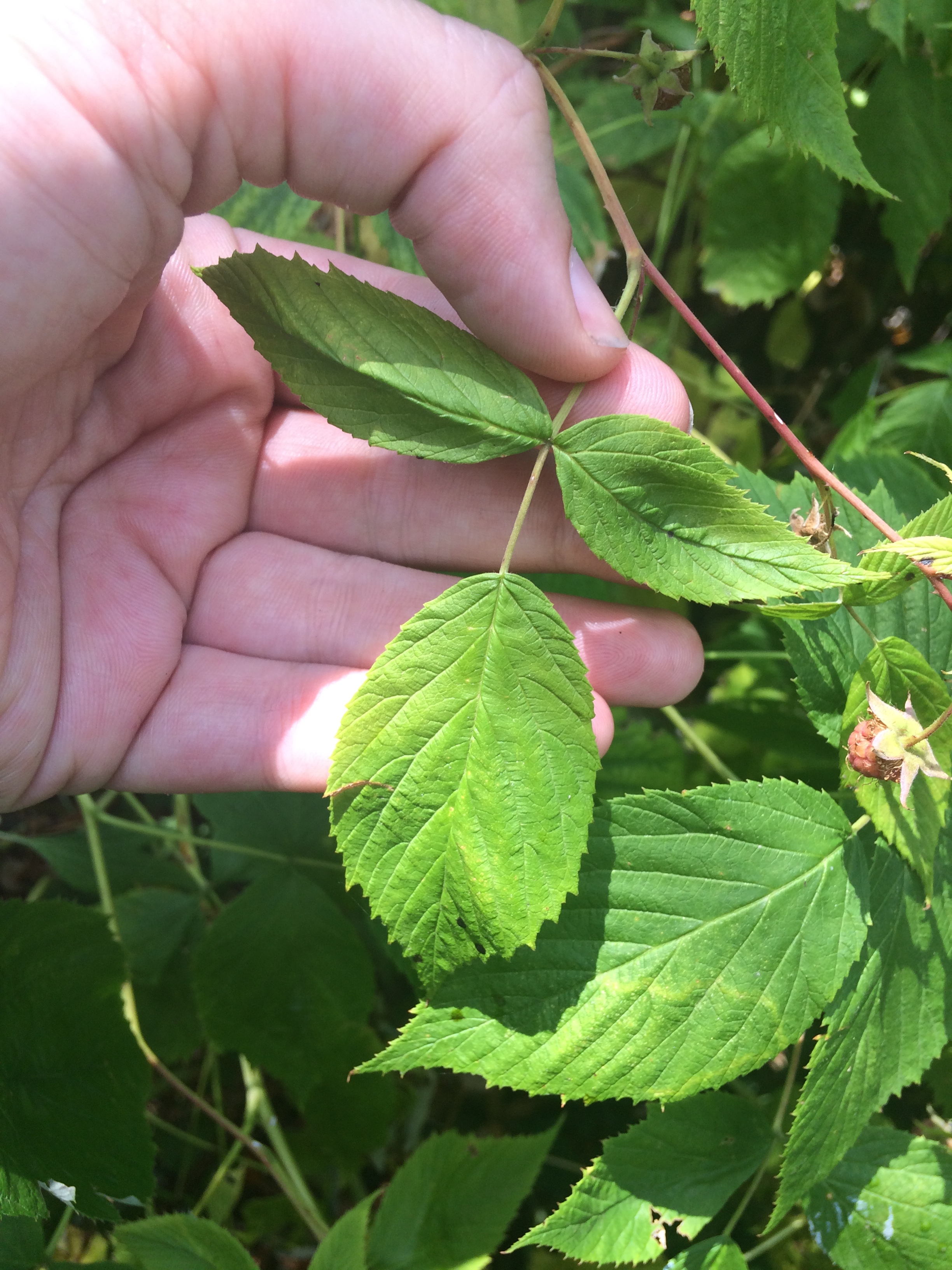 Red Raspberry Leaf with Three Leaflets