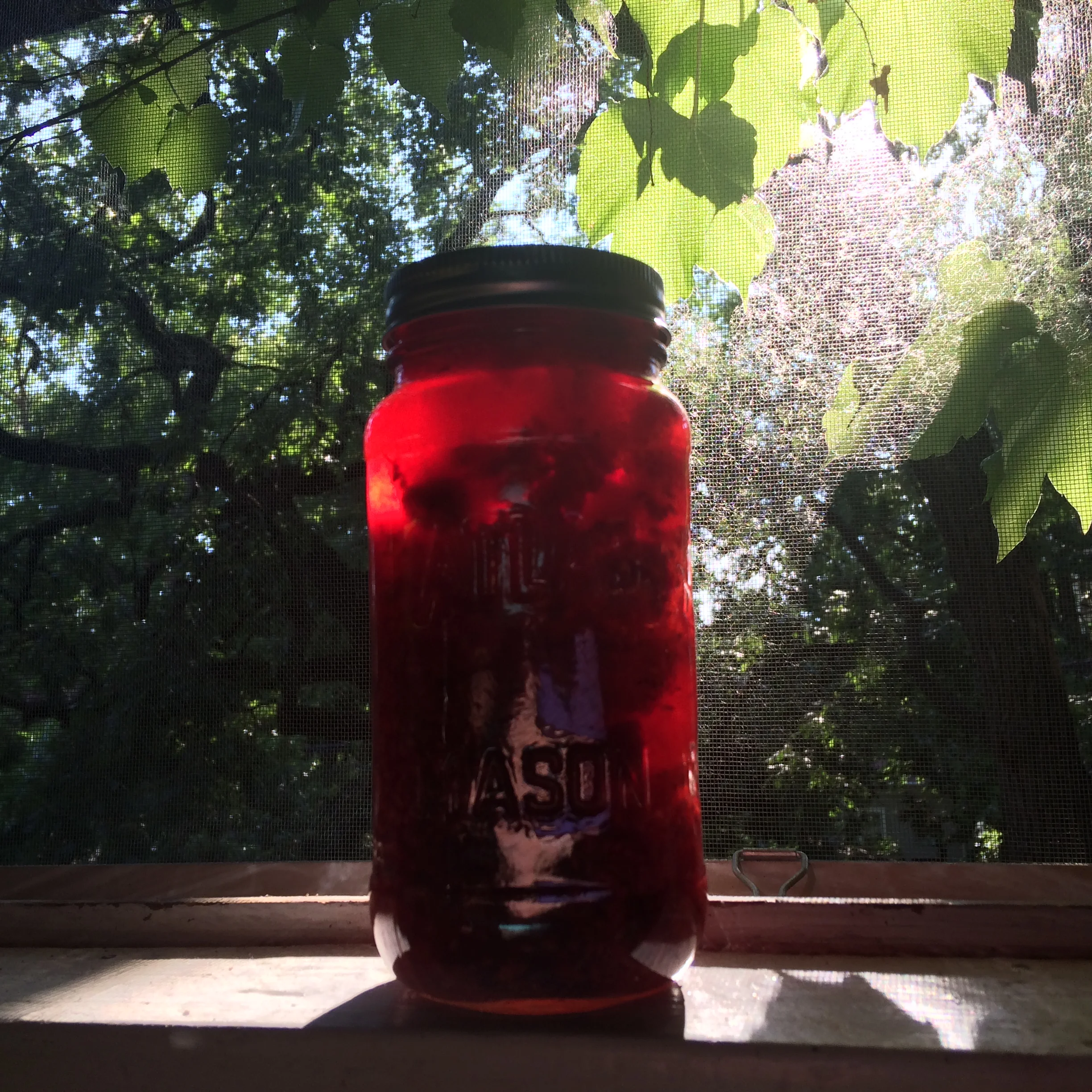 Infusing Red Raspberries in White Wine Vinegar