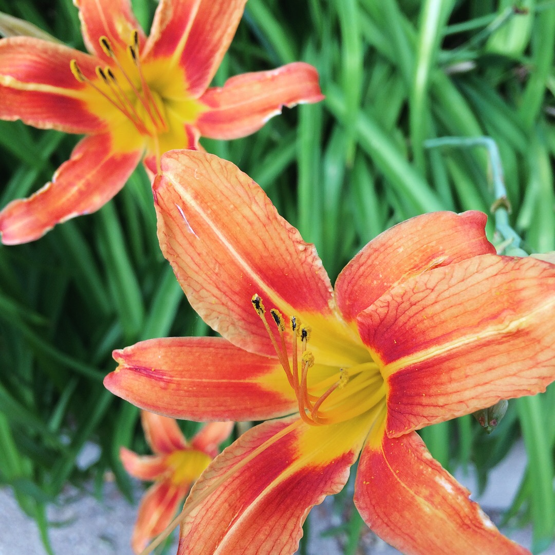 Common Daylily ( Hemerocallis fulva ) Flowers