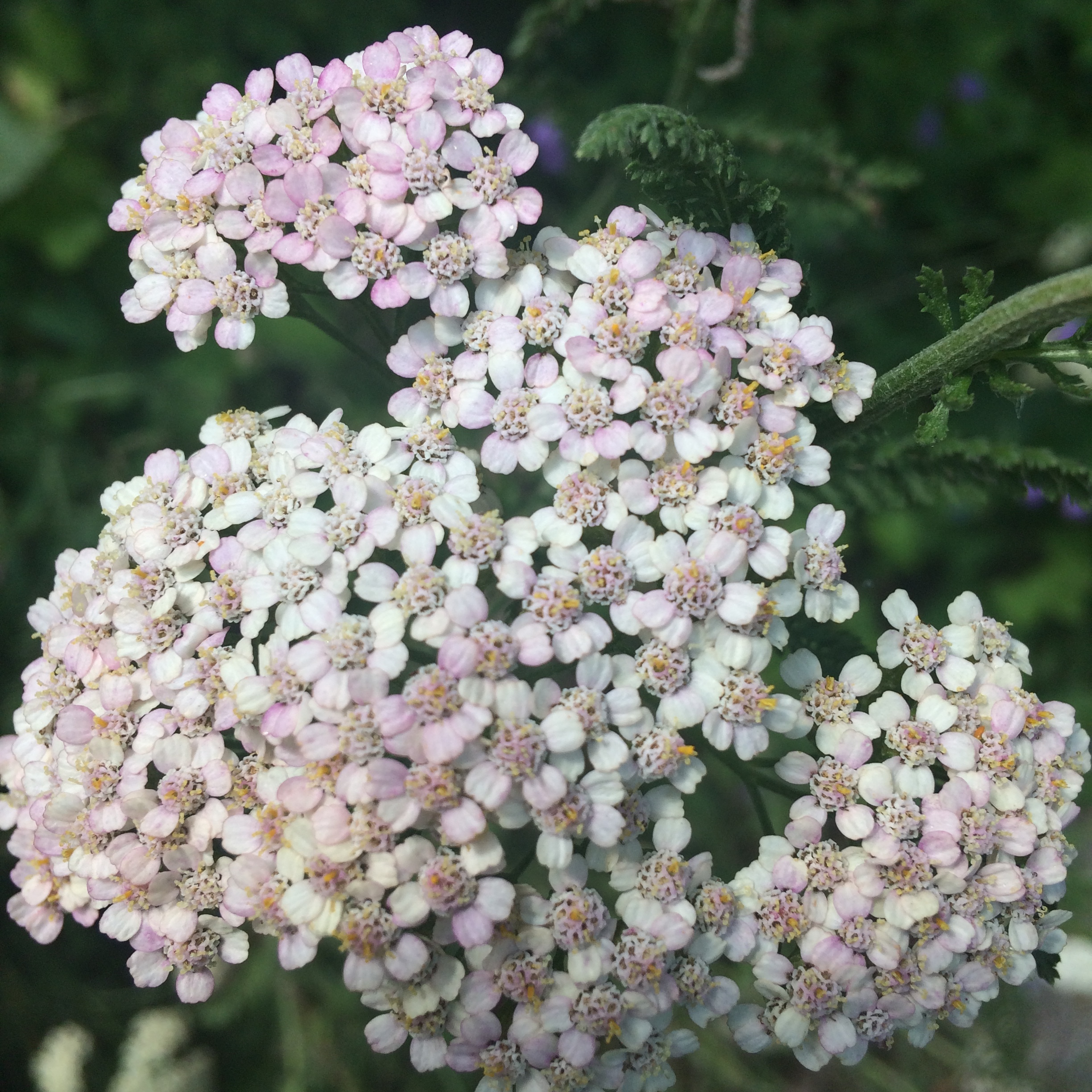 Yarrow Flower with Pink Tint