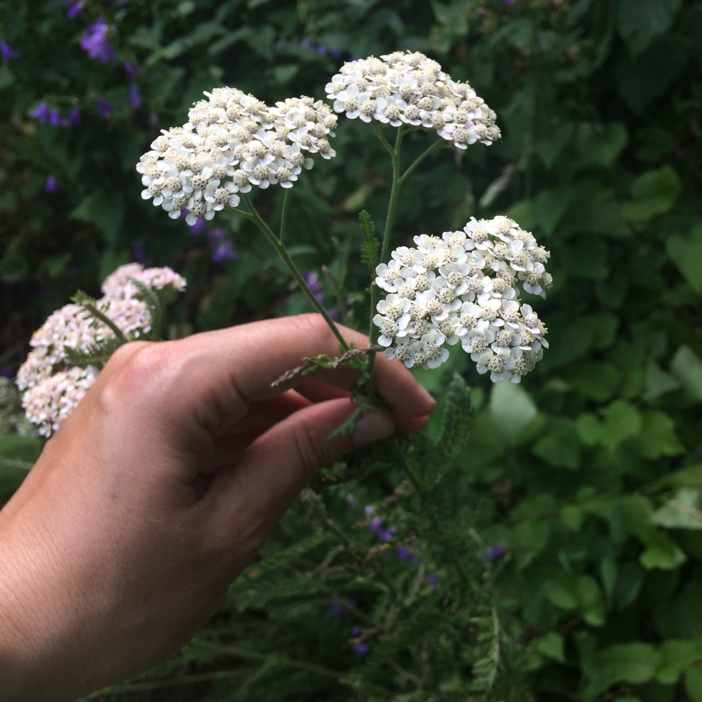 Yarrow: An Herb for What Ails Ya — Four Season Foraging